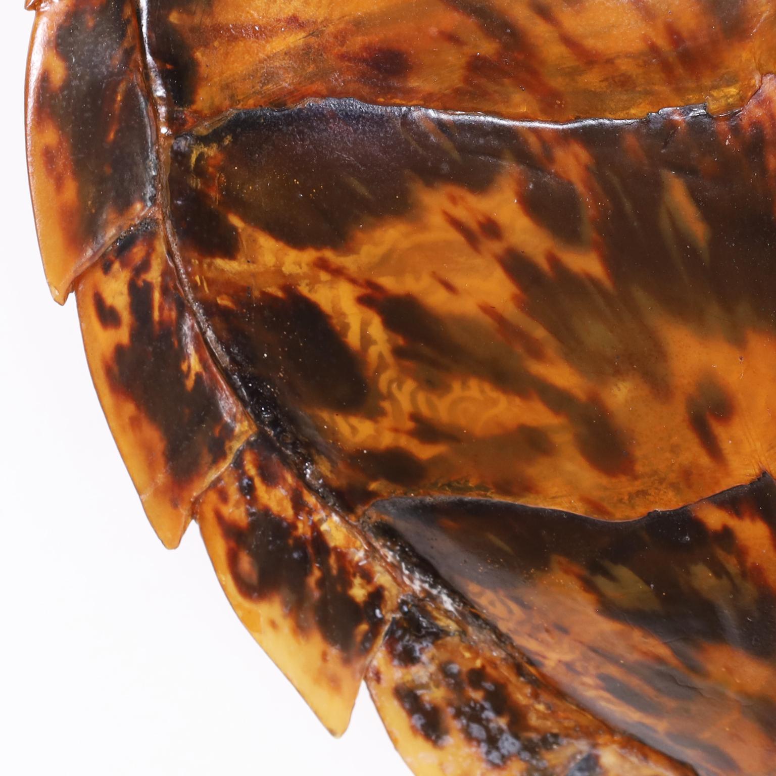 Vittoriano Guscio o carapace di tartaruga embricata