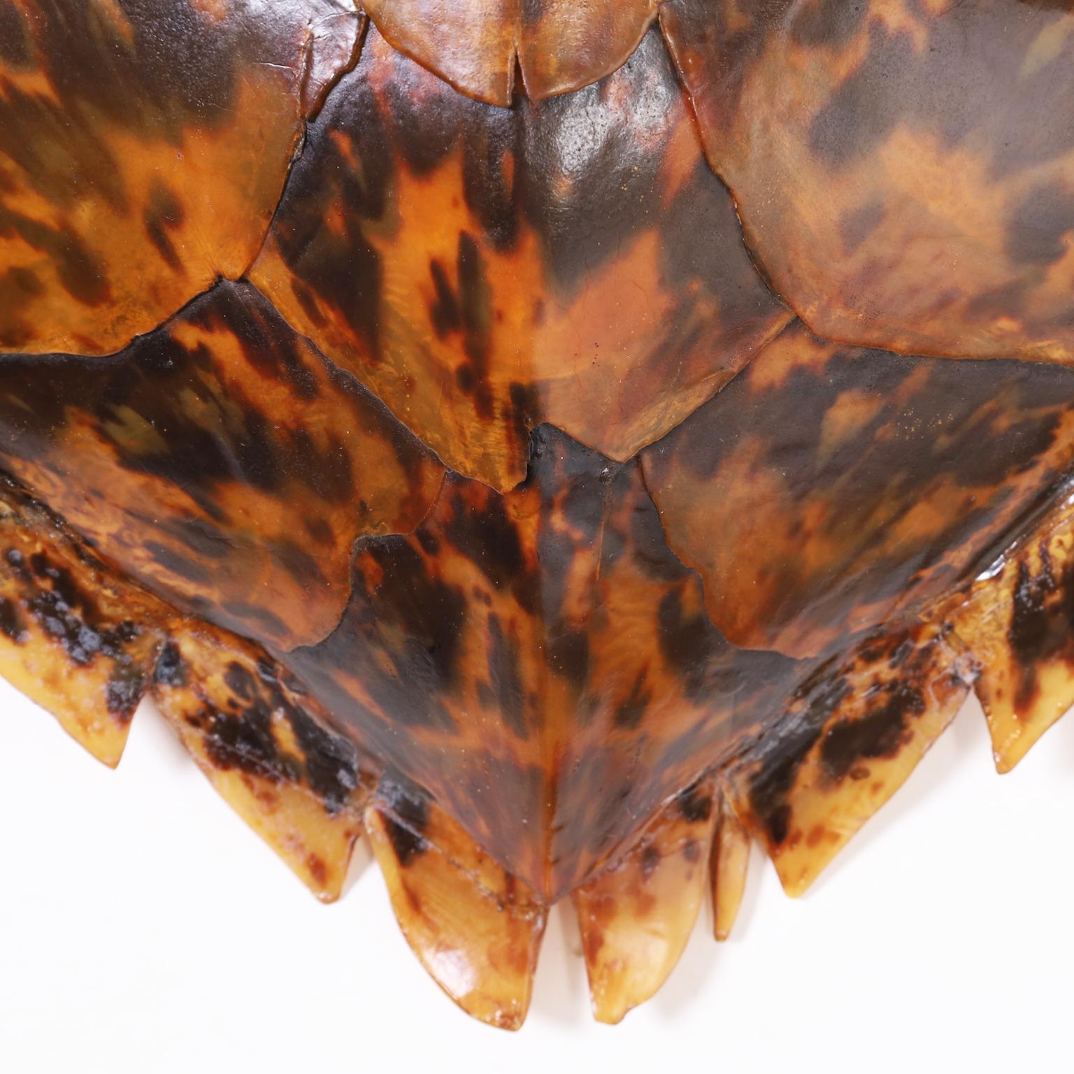 Americano Guscio o carapace di tartaruga embricata