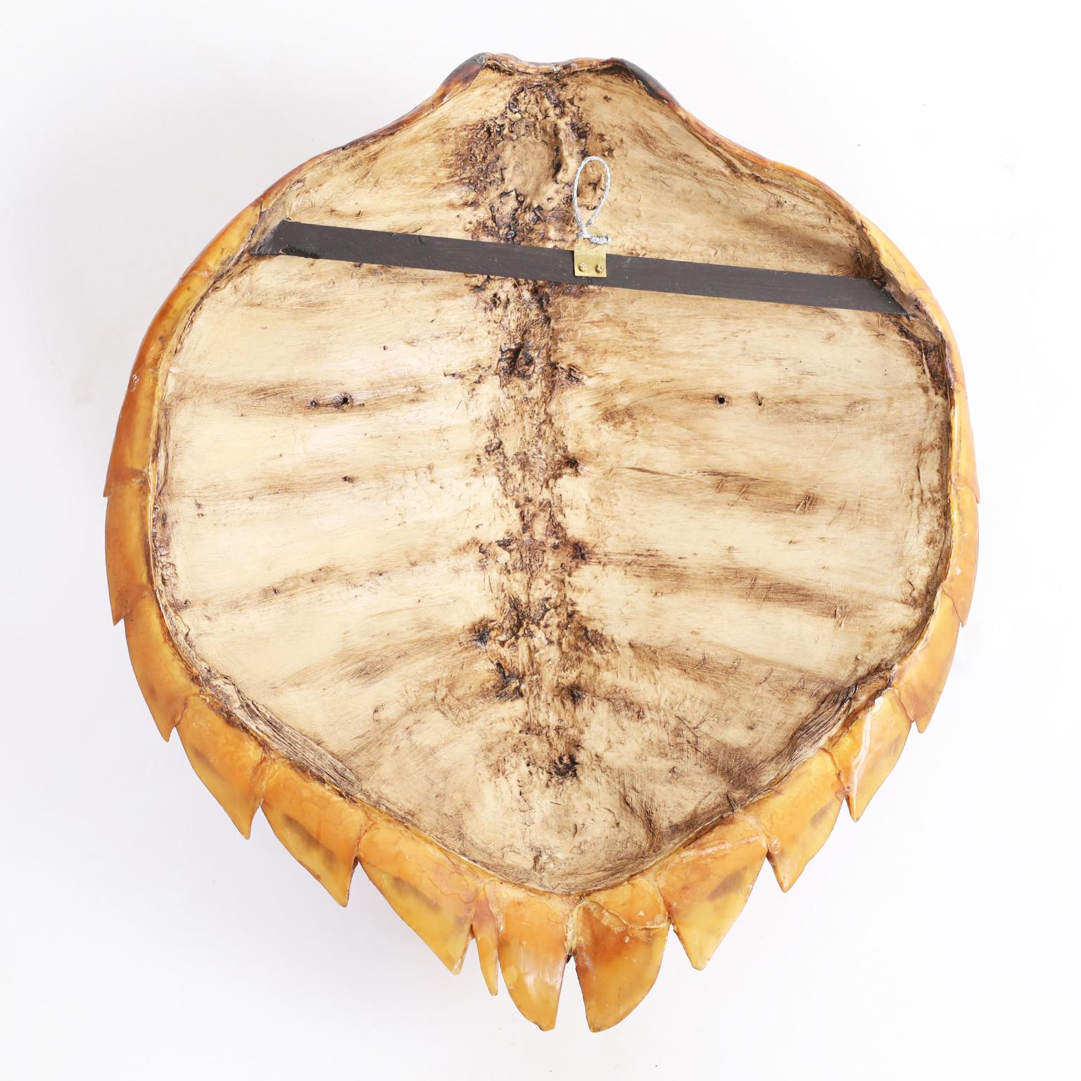 Lucidato Guscio o carapace di tartaruga embricata