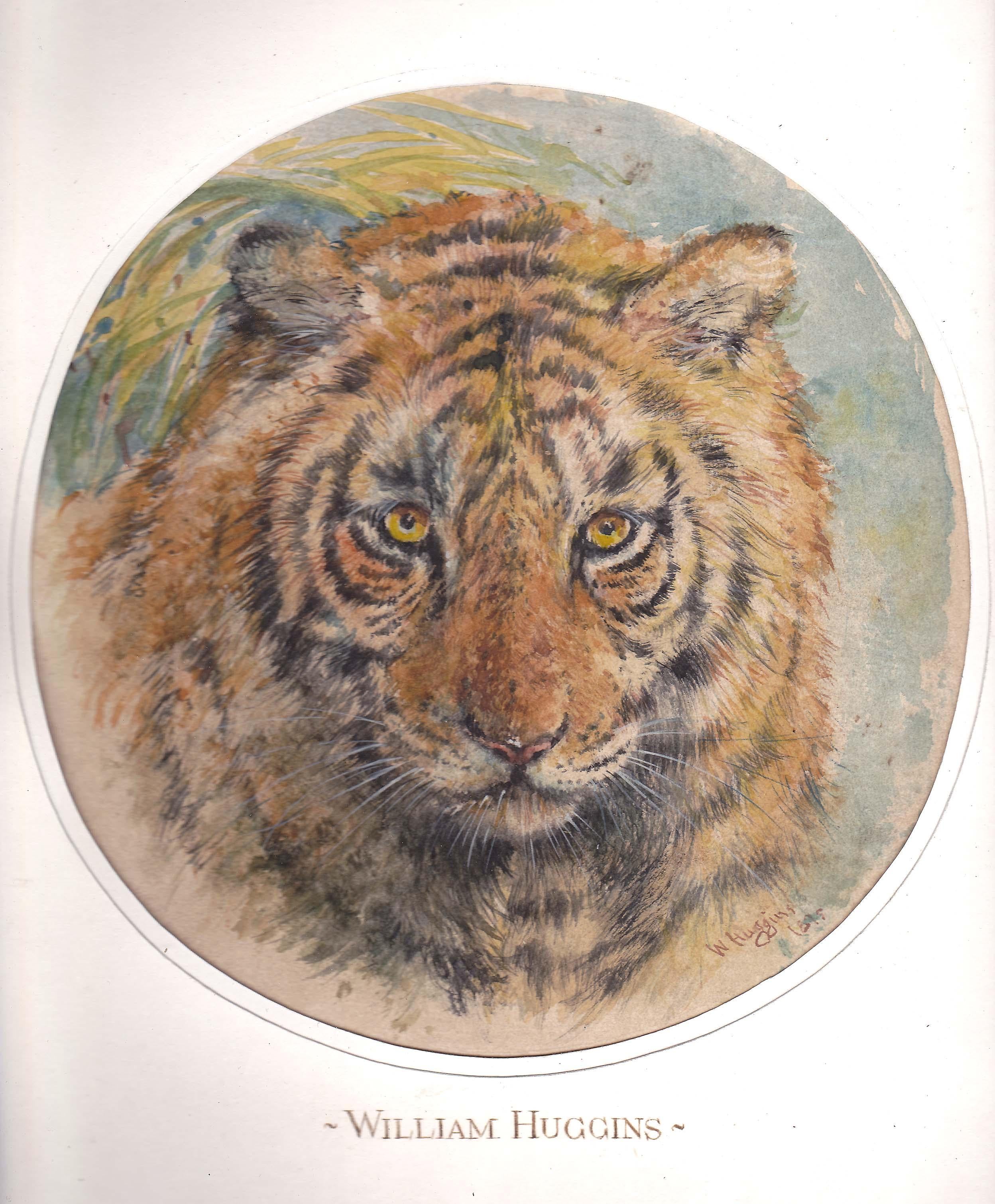 English Head of a Tiger Attributed to William Huggins '1820-1875' For Sale