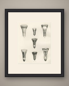 Bills of Seven Wild Geese Seen from Above after Lilian Medland, c. 1909