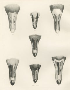 Bills of Seven Wild Geese Seen from Above after Lilian Medland, c. 1909