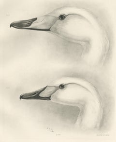 Heads of the Wild Swans, Antique Bird Print after Lilian Medland, circa 1909