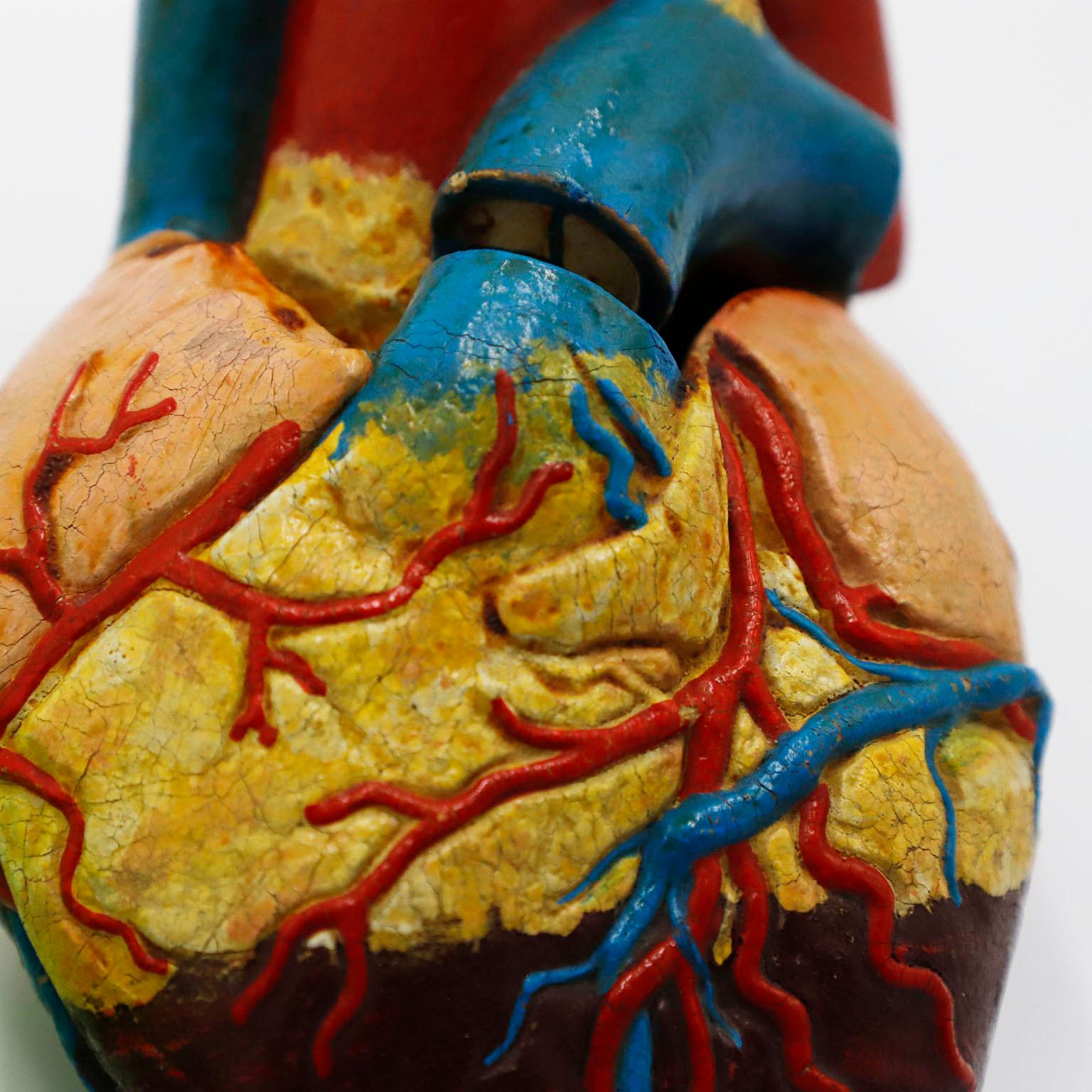 Autre Modèle anatomique du coeur Taille réelle en vente
