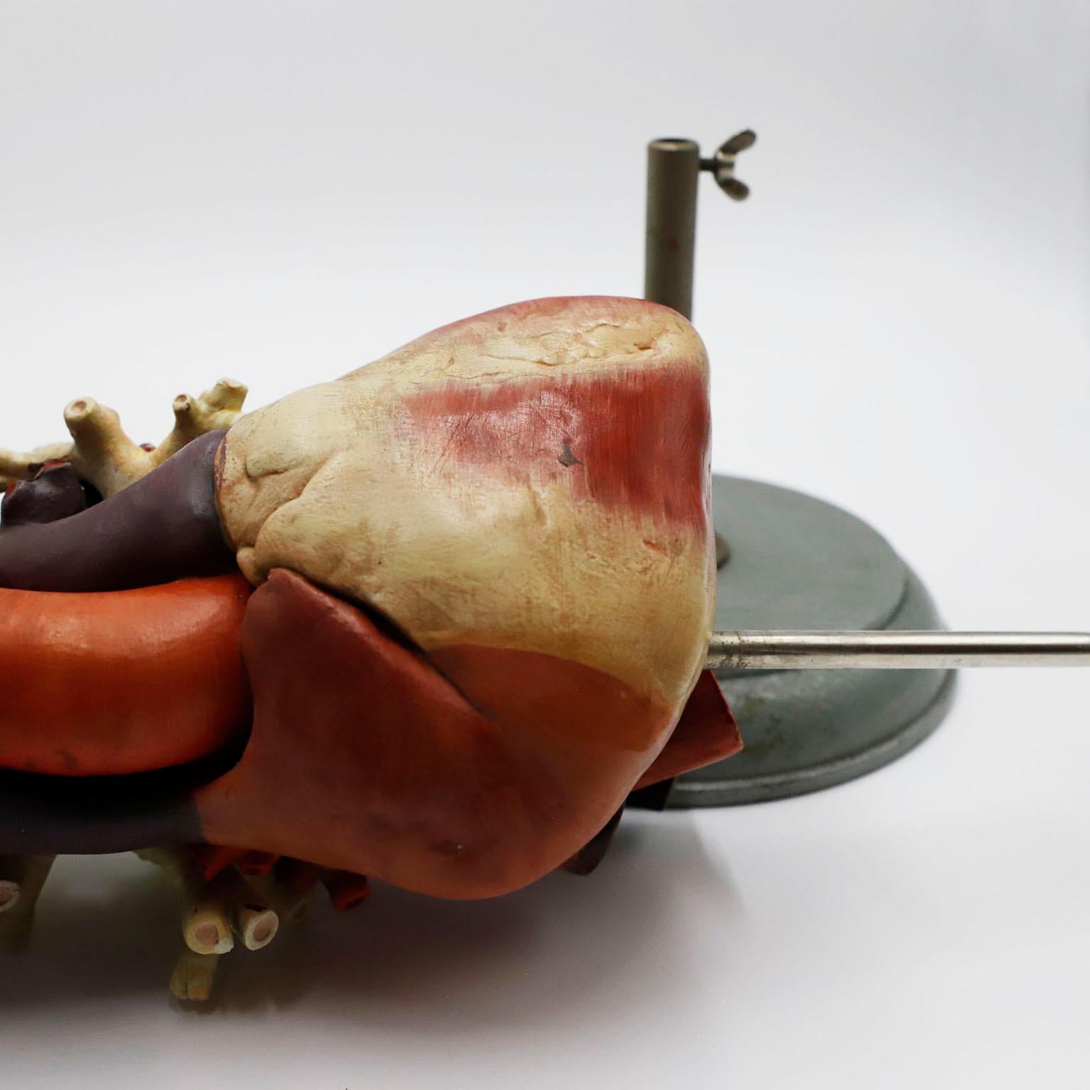 Modèle anatomique du coeur Taille réelle Bon état - En vente à Mexico City, CDMX