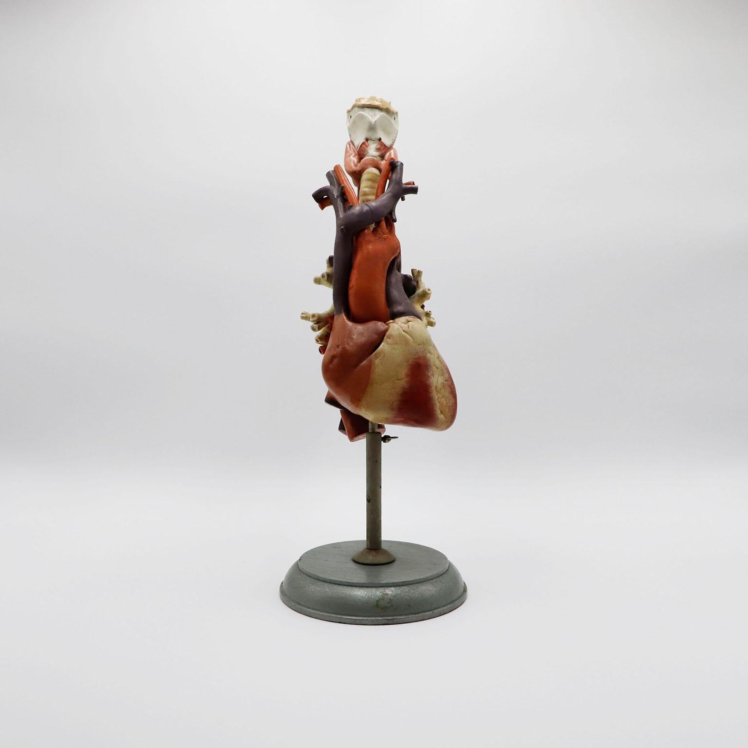 Bois Modèle anatomique du coeur Taille réelle en vente