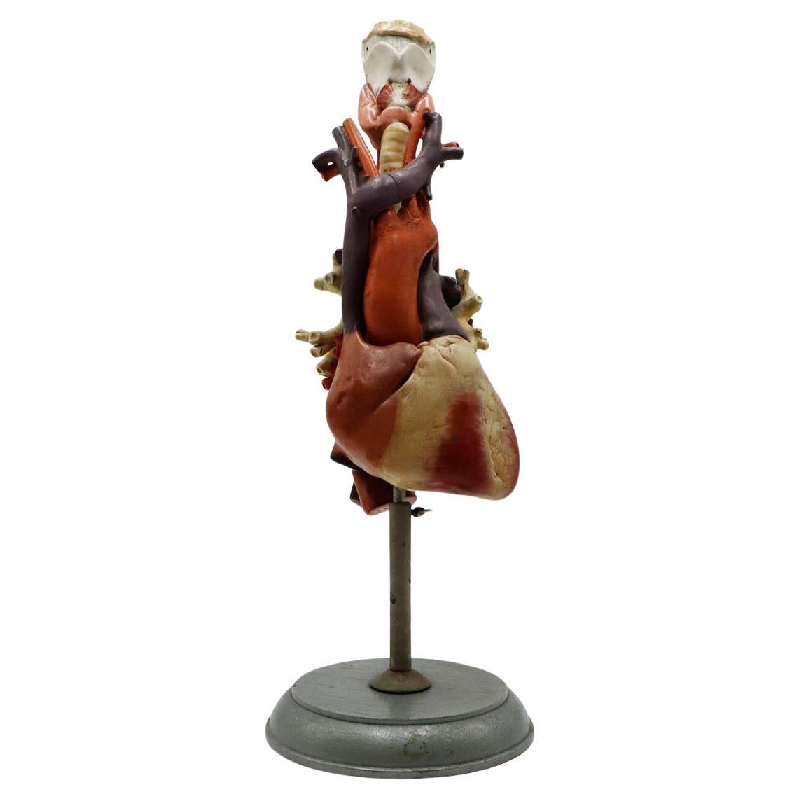 Heart Anatomical Model Life Size
