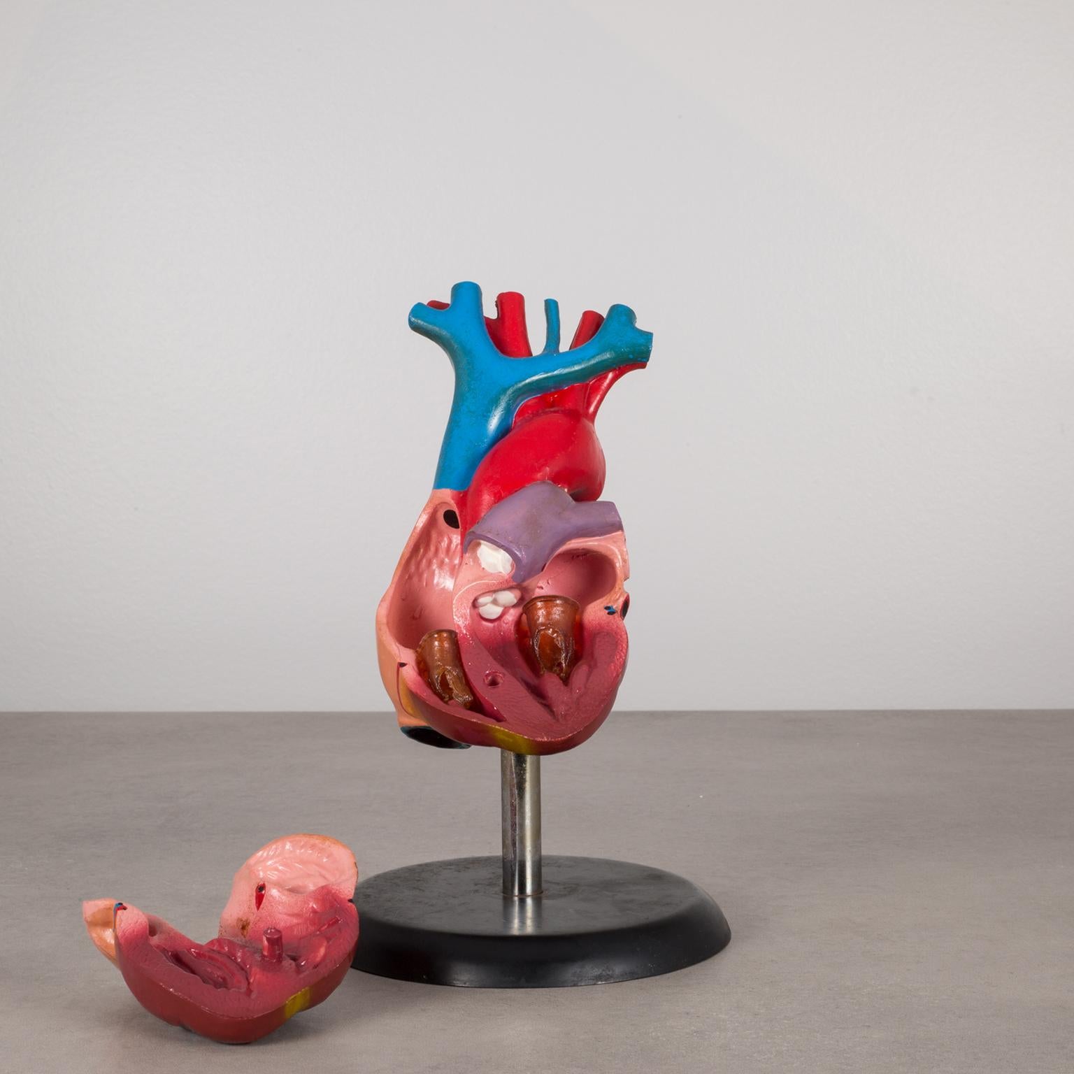ABOUT

This is a realistically detailed plastic model of a human heart from the 1970s. It opens when assembled so you can explore it from the inside. It includes a stand and features the superior and inferior venae cavae, right and left atria,
