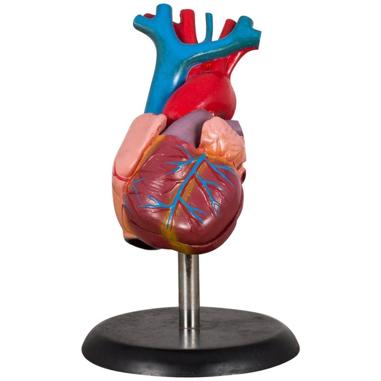 Heart Model Medical Teaching Tool, circa 1970s For Sale at 1stDibs