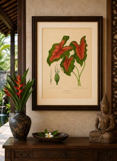 Heart of Jesus Caladium – Original Antique Botanical Print by van Nooten, c.1880