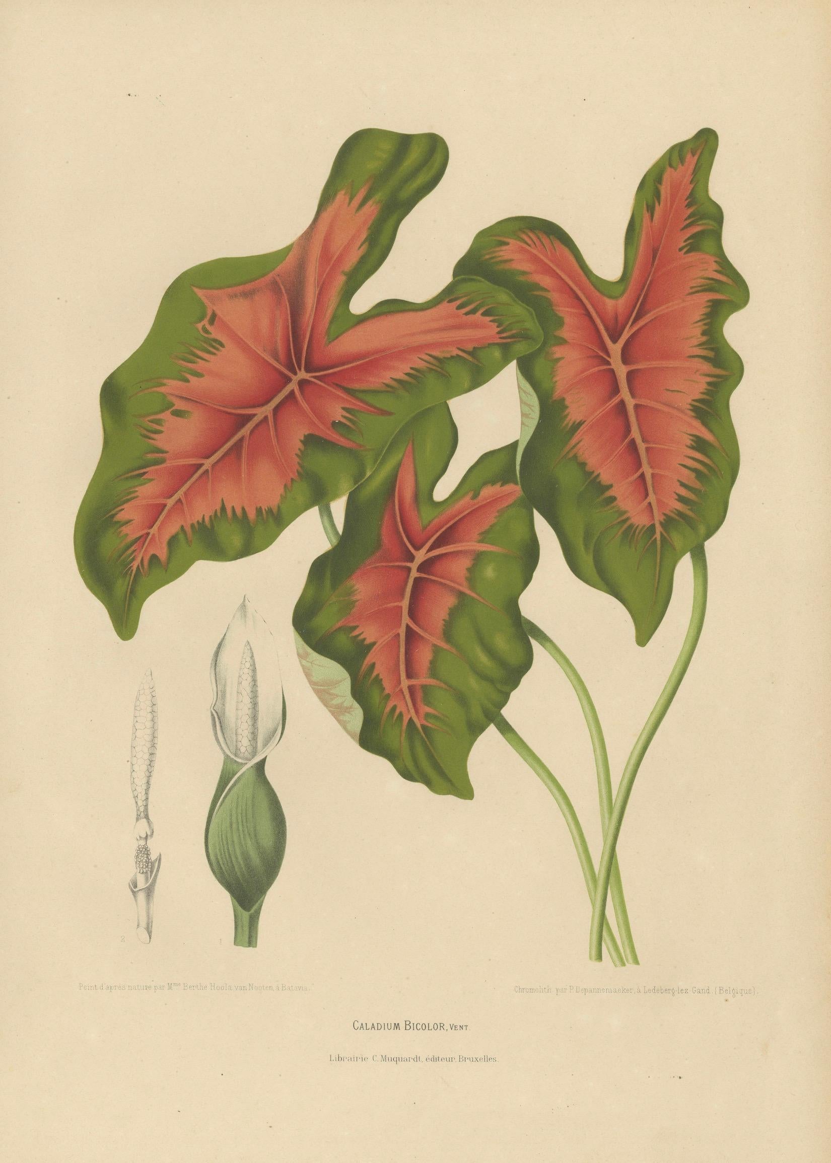 Heart of Jesus Caladium – Original Antique Botanical Print by van Nooten, c.1880