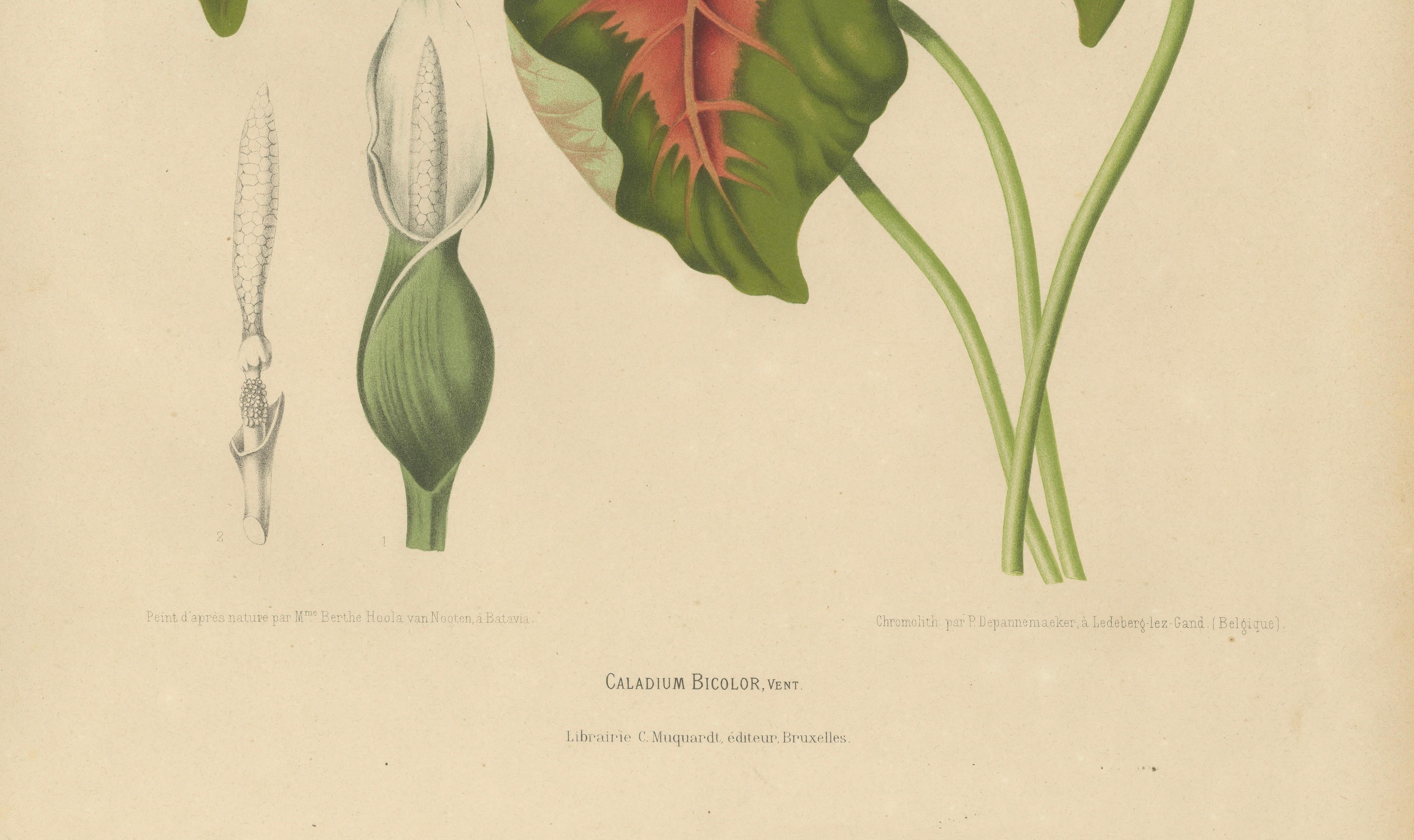 Heart of Jesus Caladium – Original Antique Botanical Print by van Nooten, c.1880