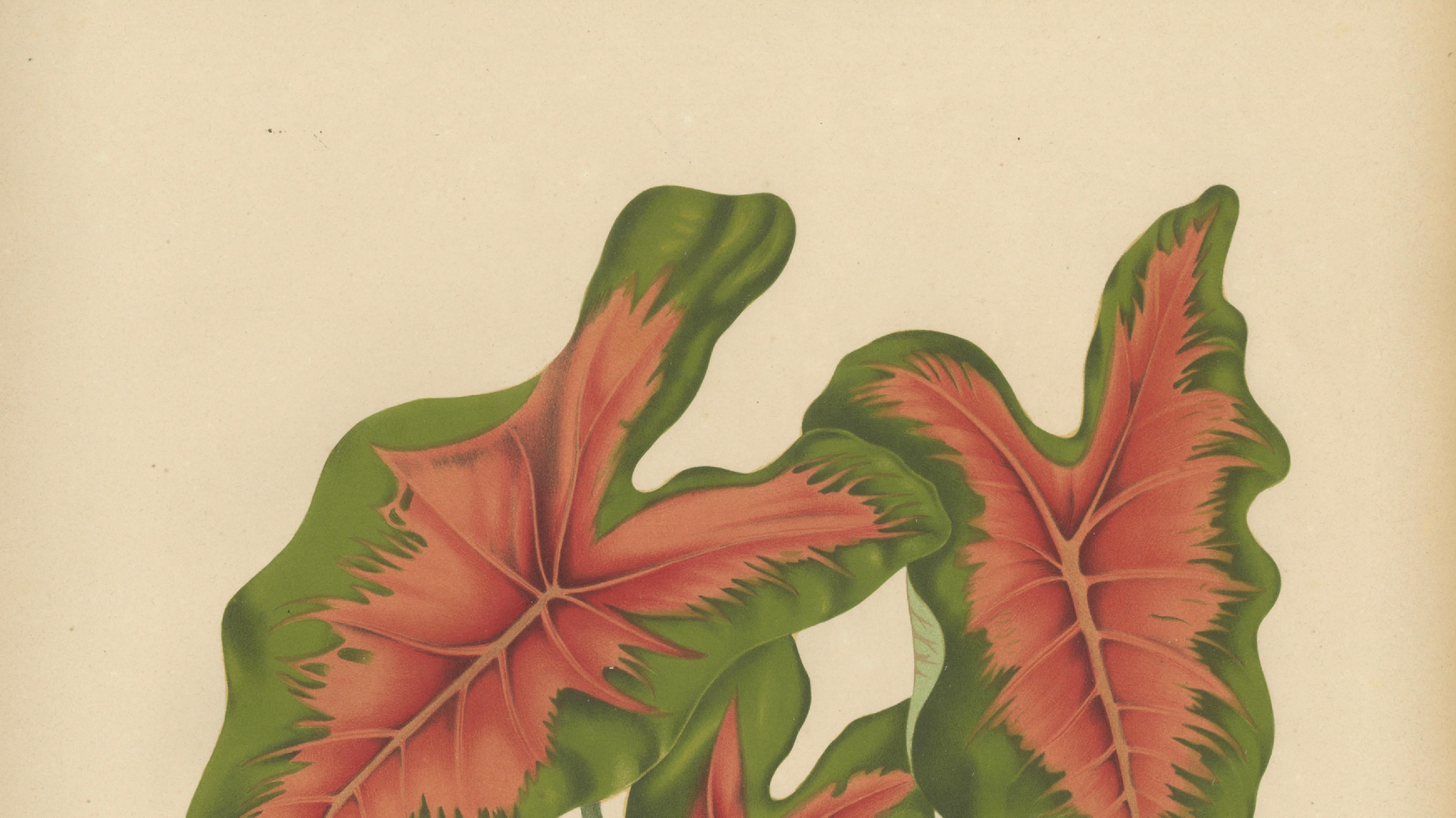 Heart of Jesus Caladium – Original Antique Botanical Print by van Nooten, c.1880