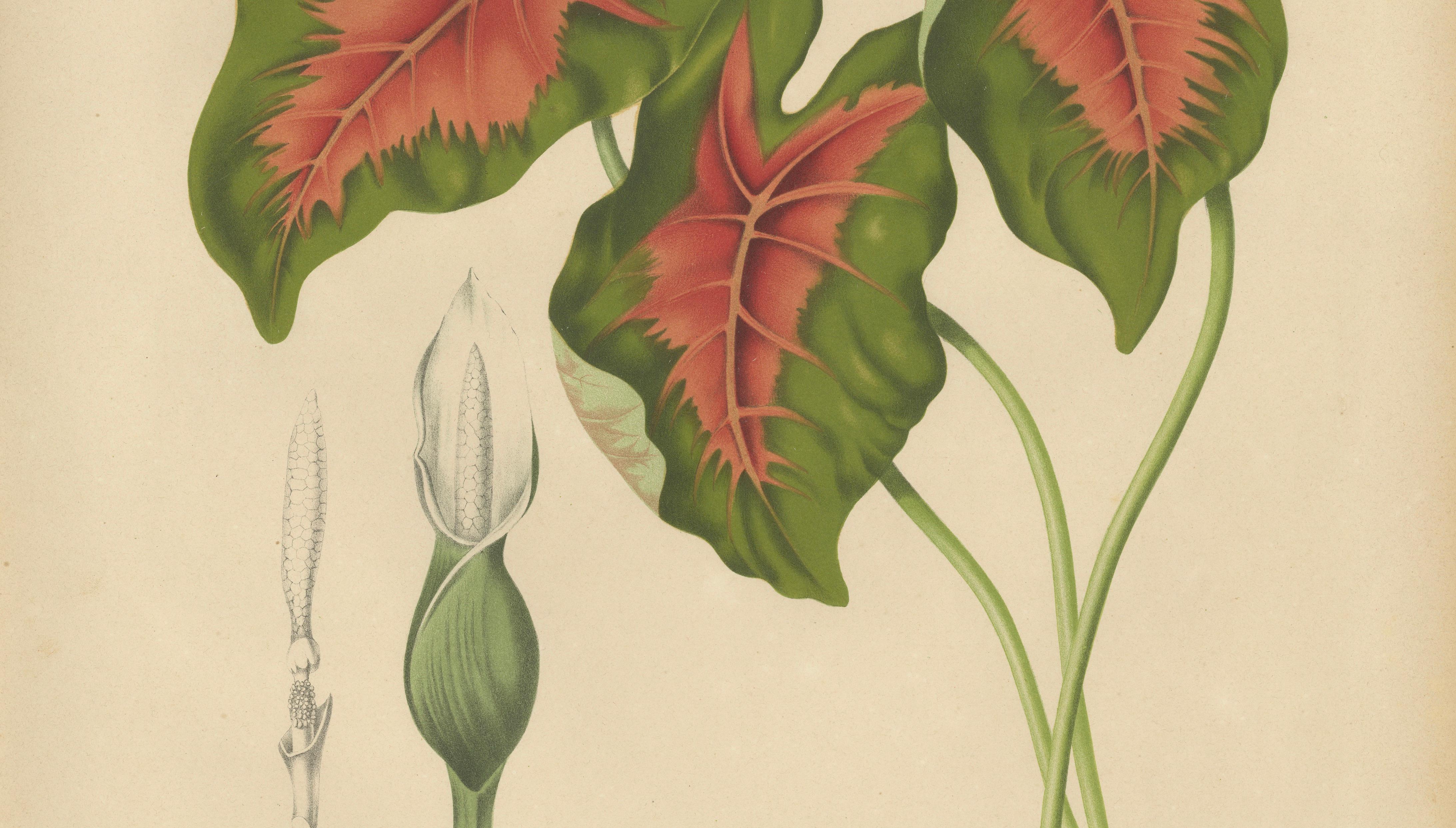 Heart of Jesus Caladium – Original Antique Botanical Print by van Nooten, c.1880