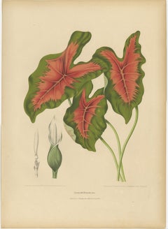 Heart of Jesus Caladium – Original Antique Botanical Print by van Nooten, c.1880
