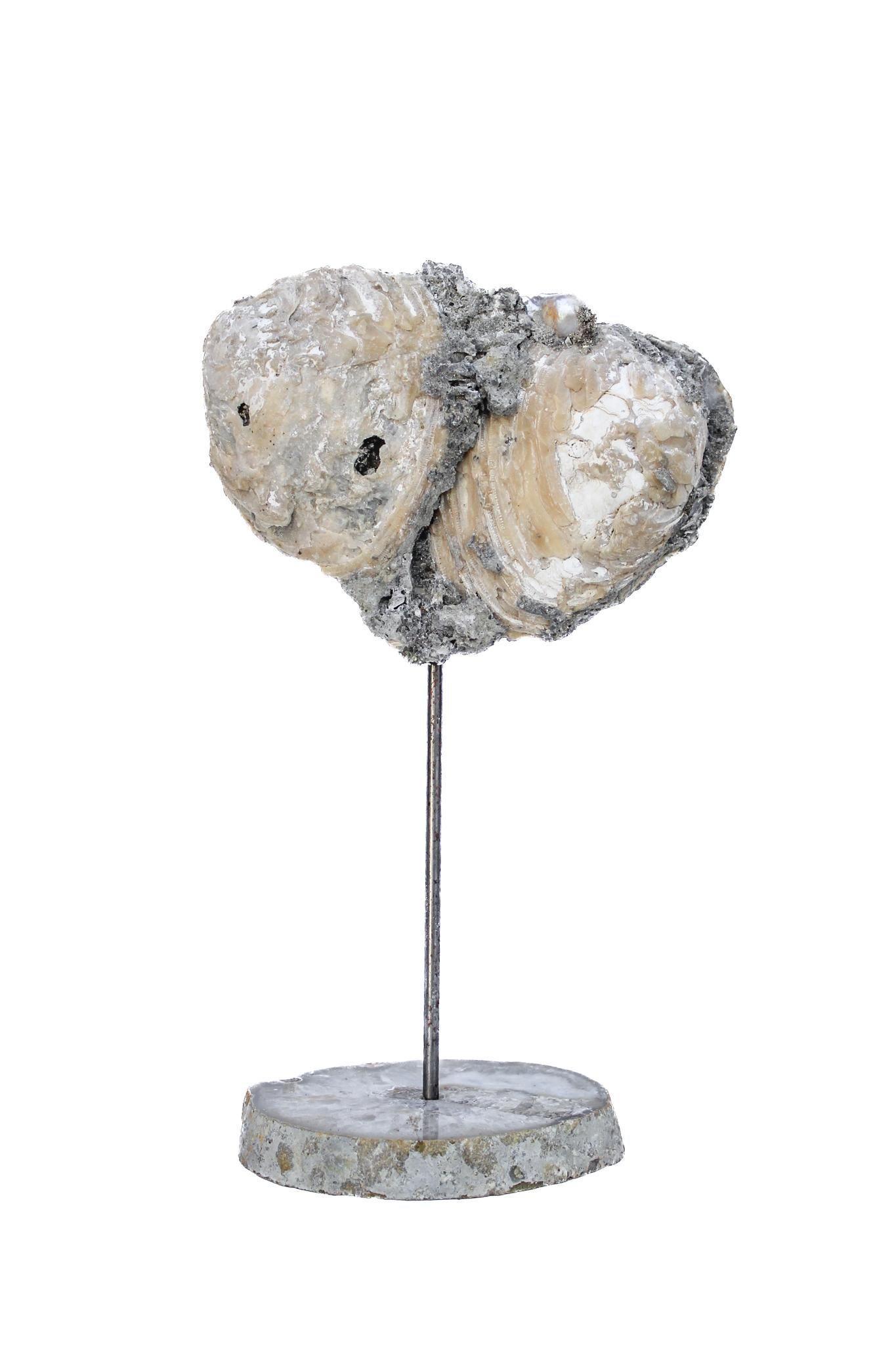 Sculptural fossil clamshell with baroque pearls on a polished agate base.

The fossil clamshell shell is mounted onto the polished agate base and adorned with the coordinating baroque pearl. The clamshell and its grey matrix emulate a heart.