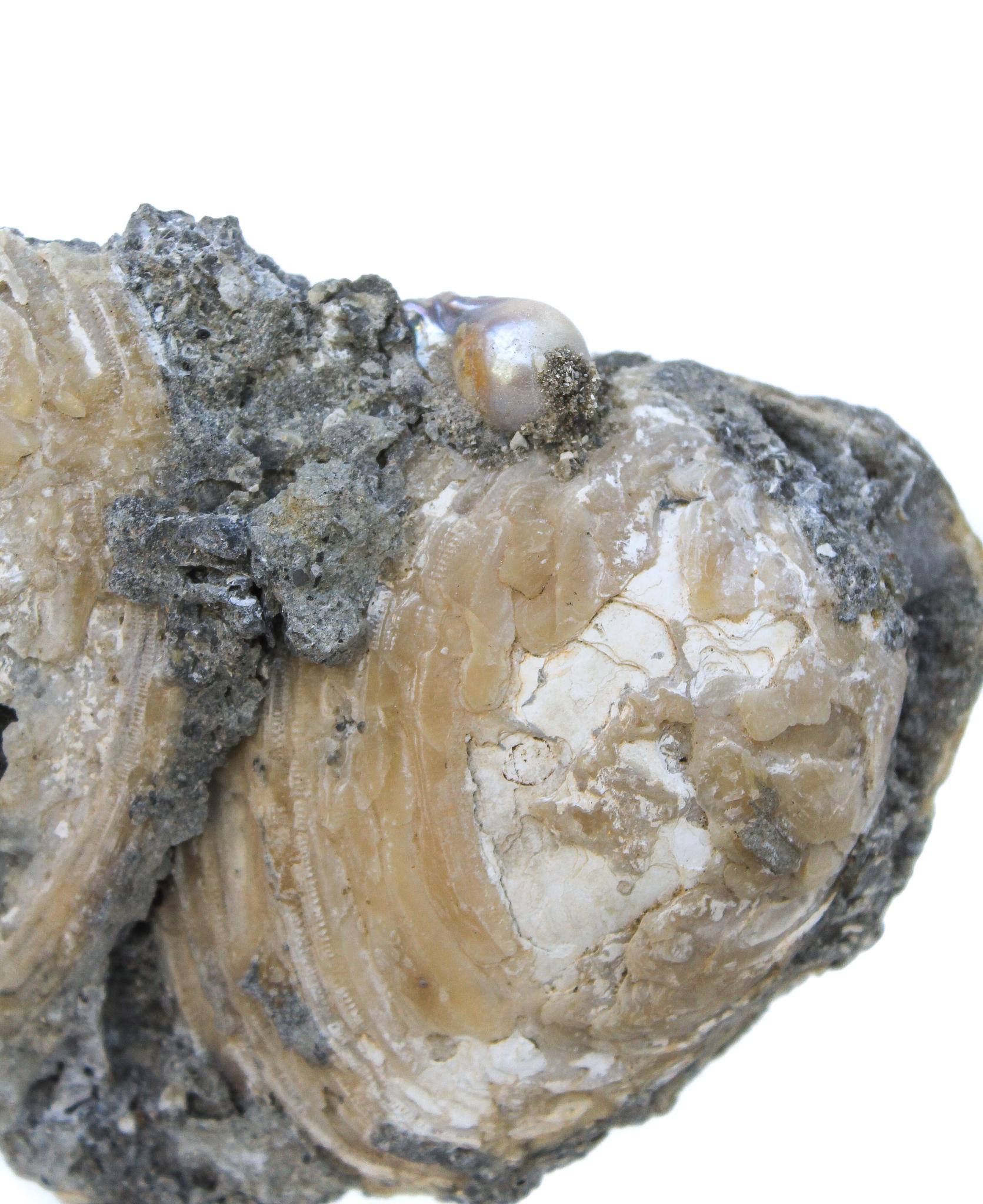 Organic Modern Heart-Shaped Fossil Clamshell with Baroque Pearls on a Polished Agate Base