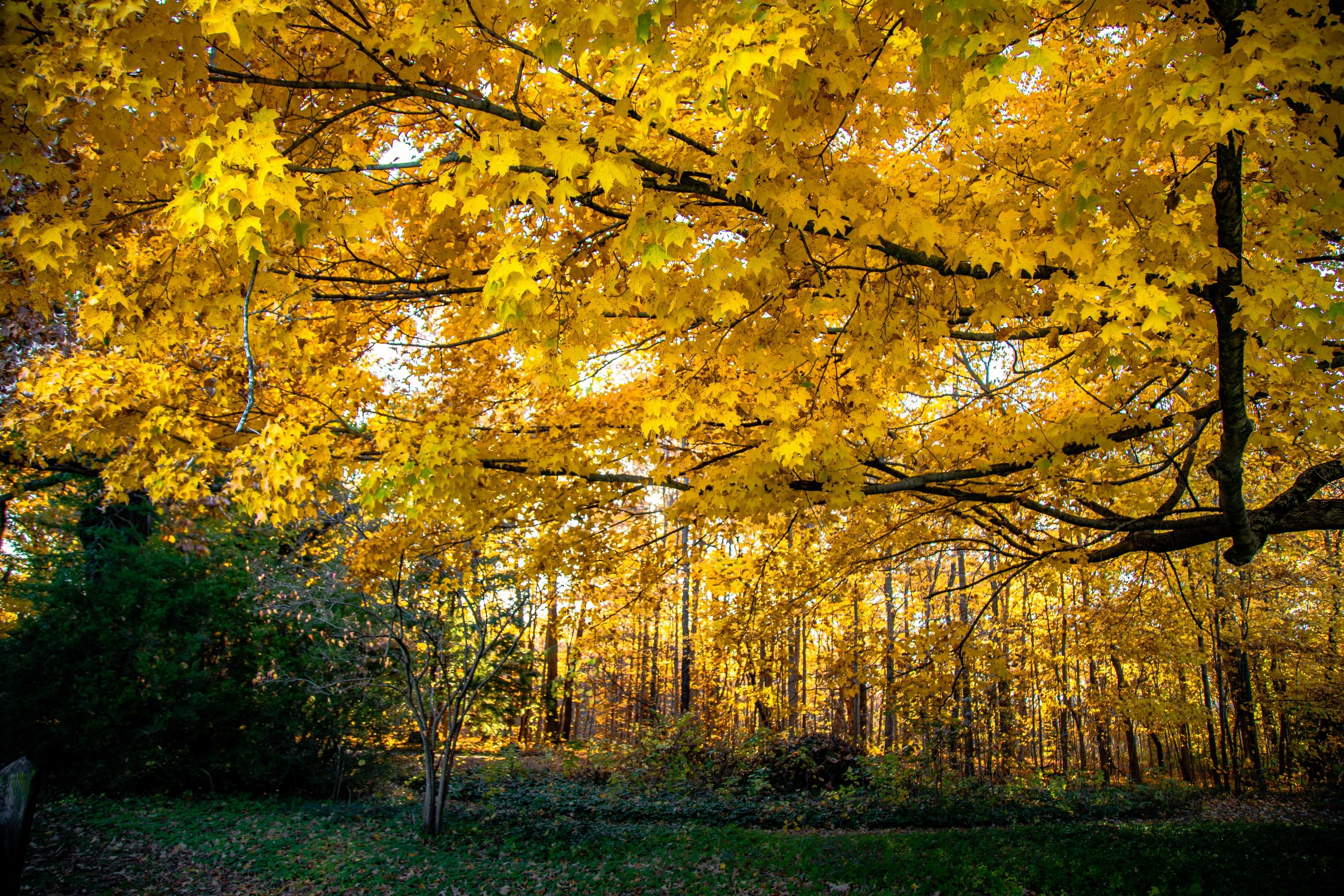 Autumn Afternoon (Autumn, Gold, Golden Hour, Fall Leaves, Foliage, ~34% OFF)
