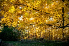 Après-midi d'automne (Automne, Or, Heure d'or, Feuilles d'automne, Feuillage, ~34% DE RÉDUCTION)