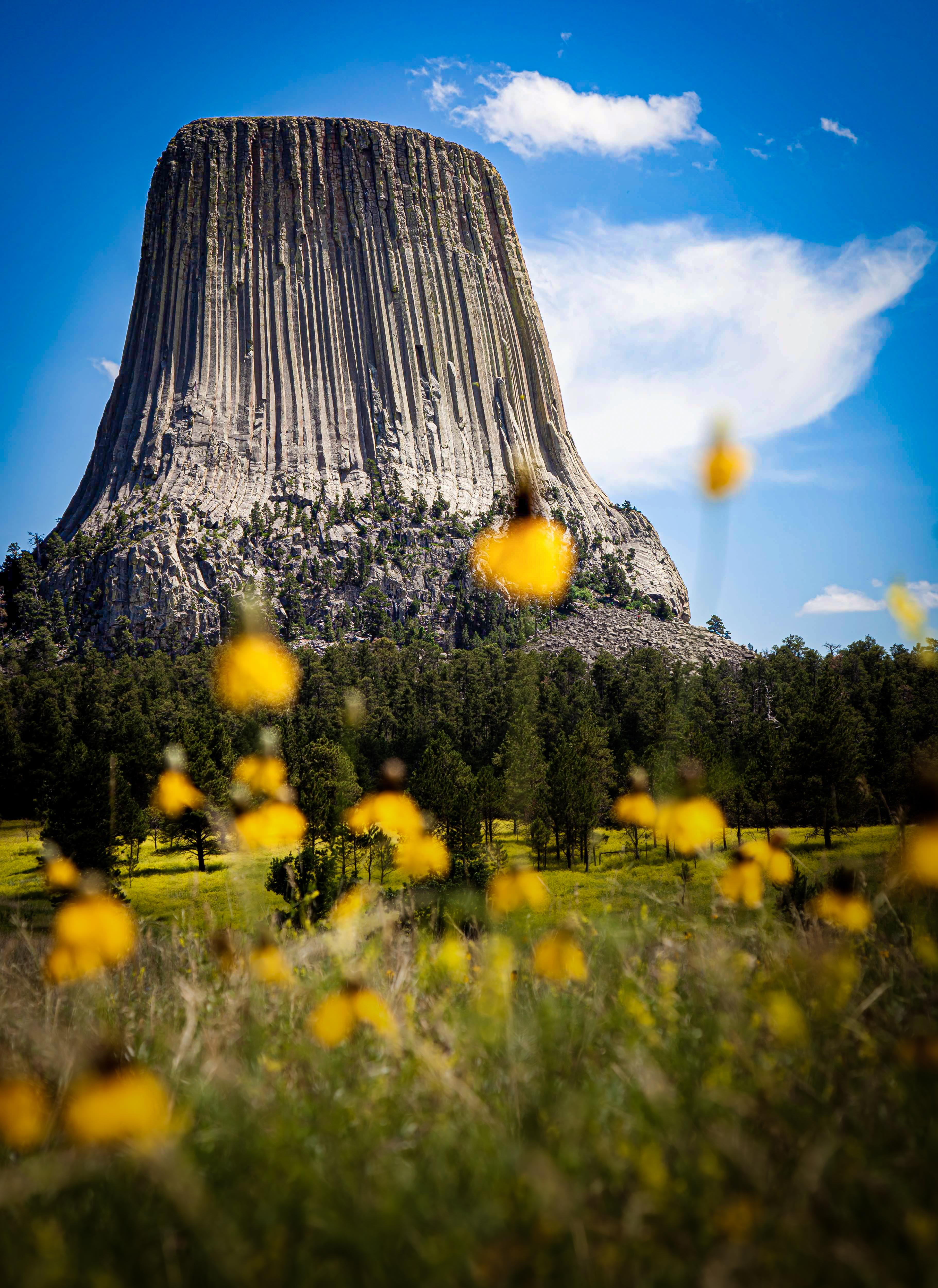 Color Photograph Heather Hollis - Parc national de Devils Tower (Paysage, Fleurs sauvages, Ouest américain, ~34% DE RÉDUCTION)
