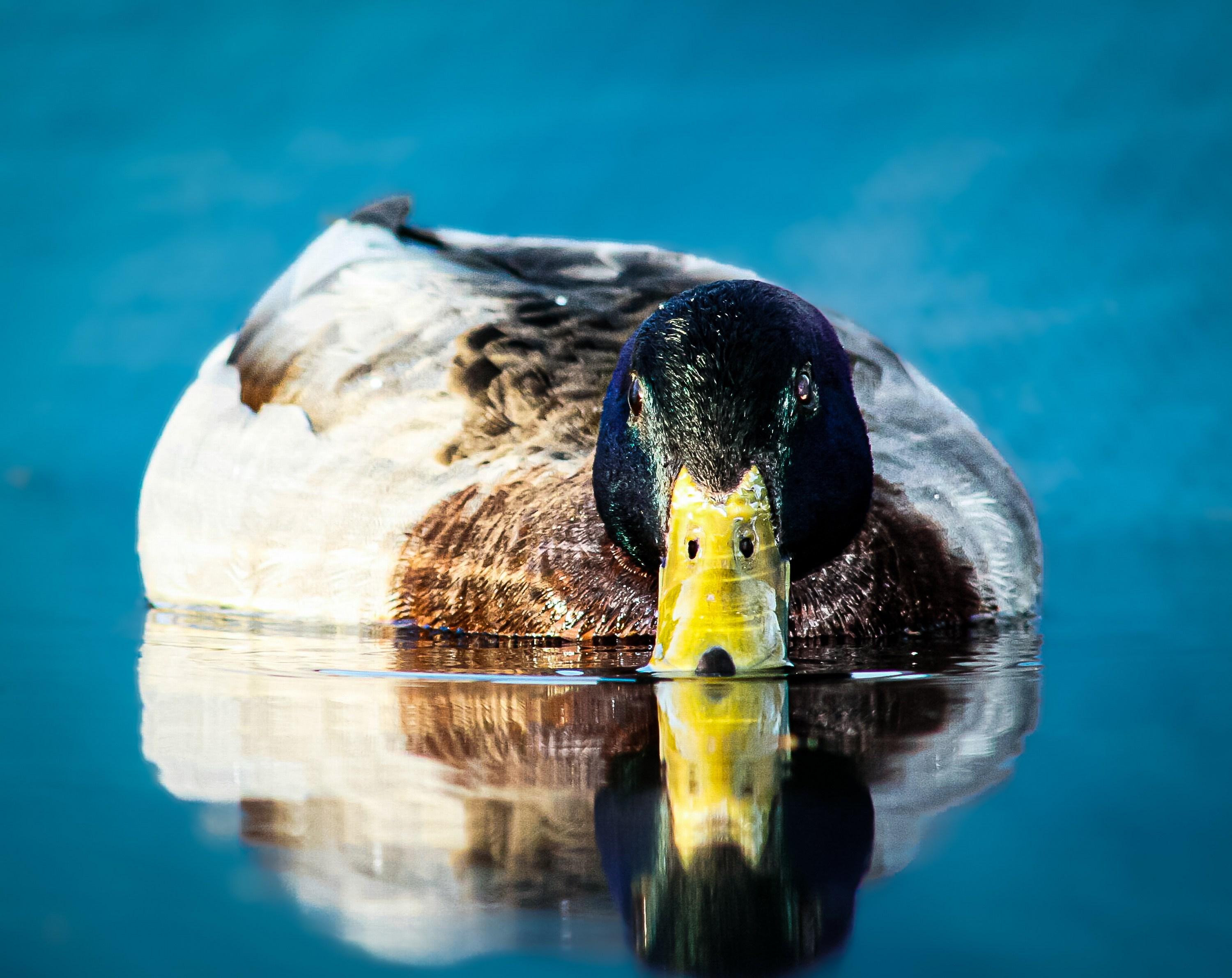 Heather Hollis Portrait Photograph – Ducken Sie sich! (Stockente, Ruhig, Seeszene, Schönheit der Vögel, ~34% OFF)