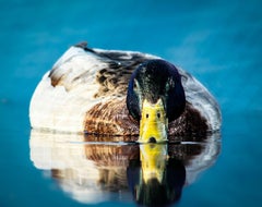 Le canard ! (Colvert, Calme, Scène de lac, Beauté aviaire, ~34% DE RÉDUCTION)