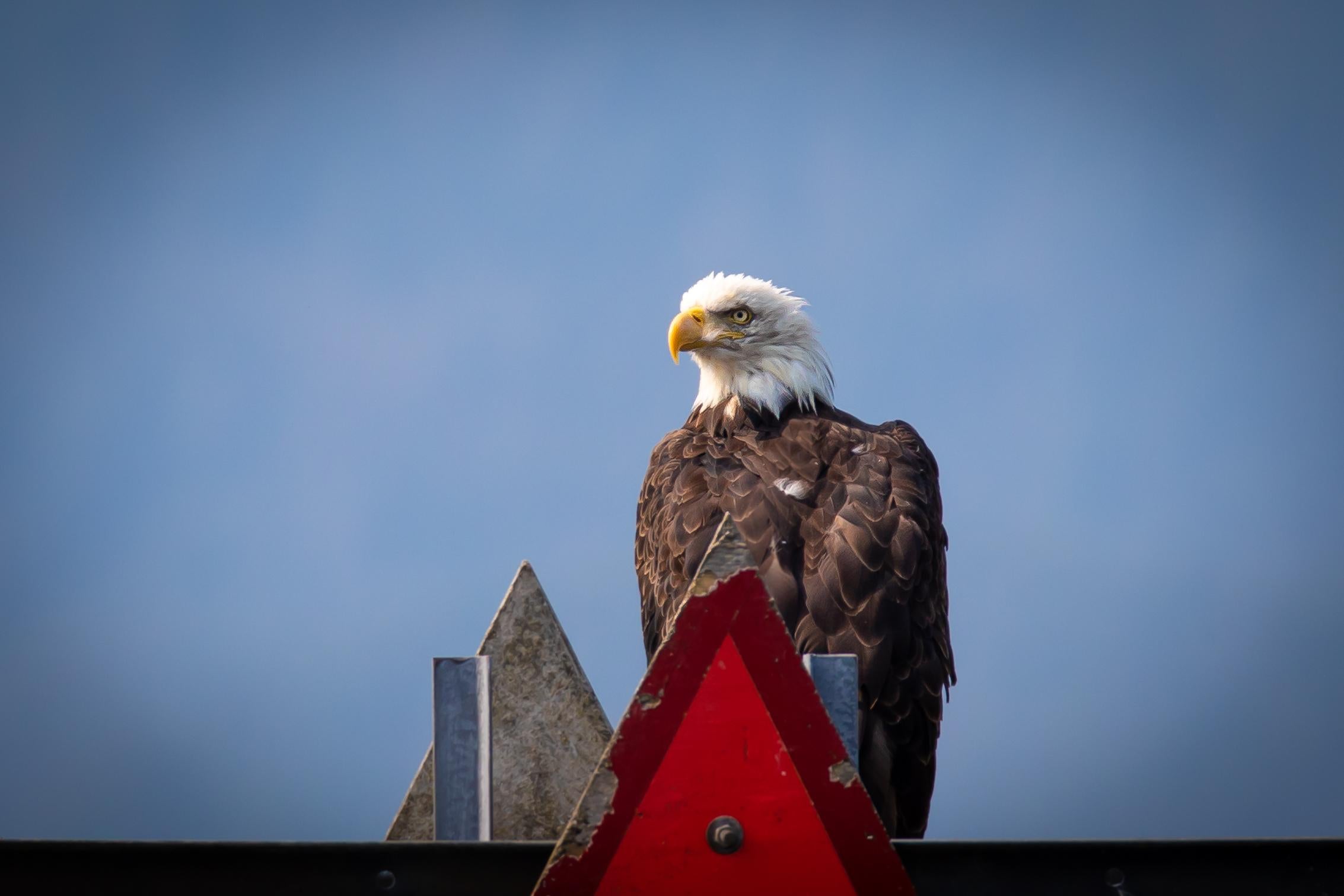 Libertad para todos (Águila calva, Naturaleza, Pájaro, Majestuoso, ~34% DESCUENTO)