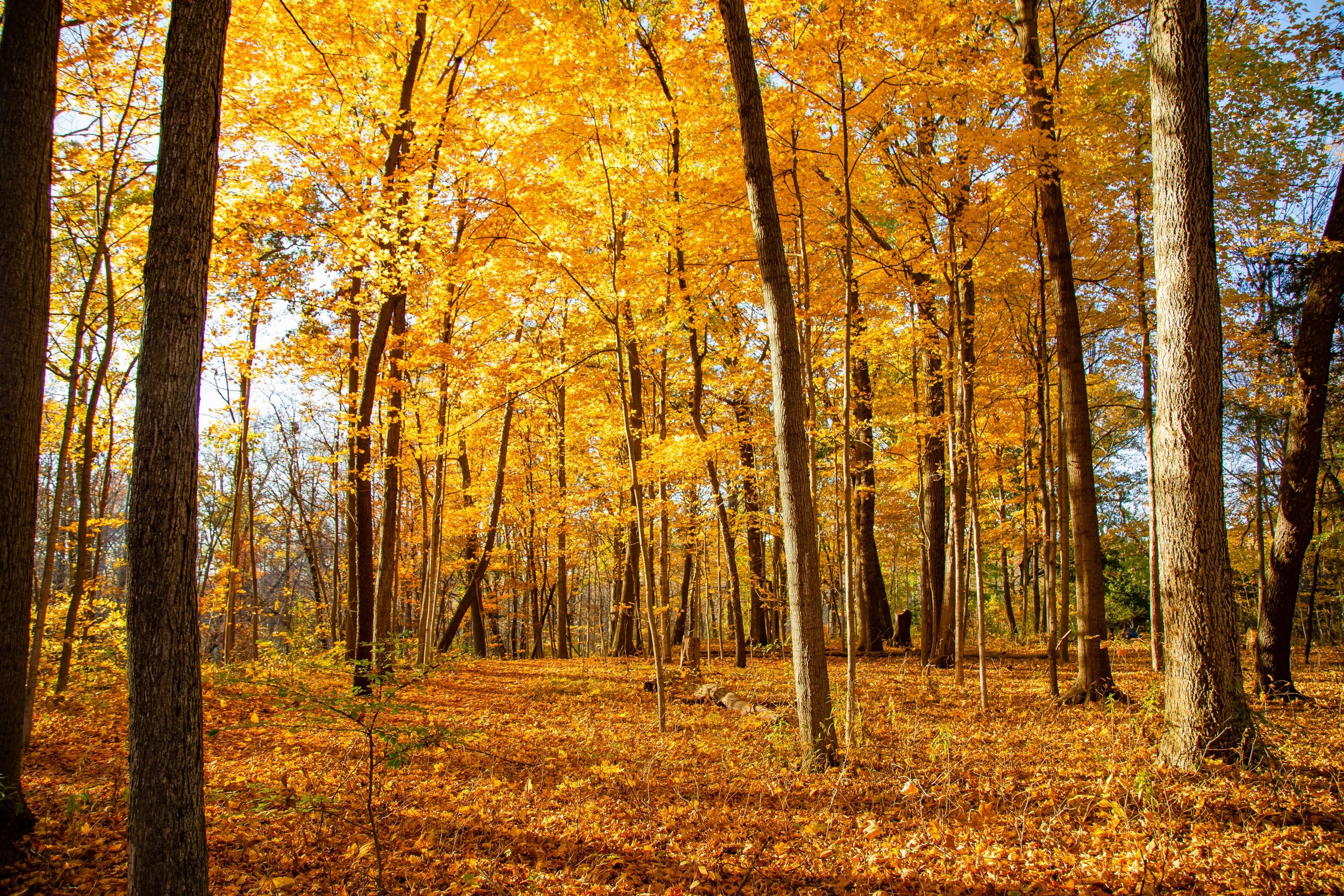 Golden Days (Lueur d
automne, Feuilles d
automne, Heure d
or, Chaud, ~34% DE RÉDUCTION)
