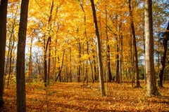 Golden Days (Autumn Glow, Fall Foliag, Golden Hour, Warm, ~34% OFF)