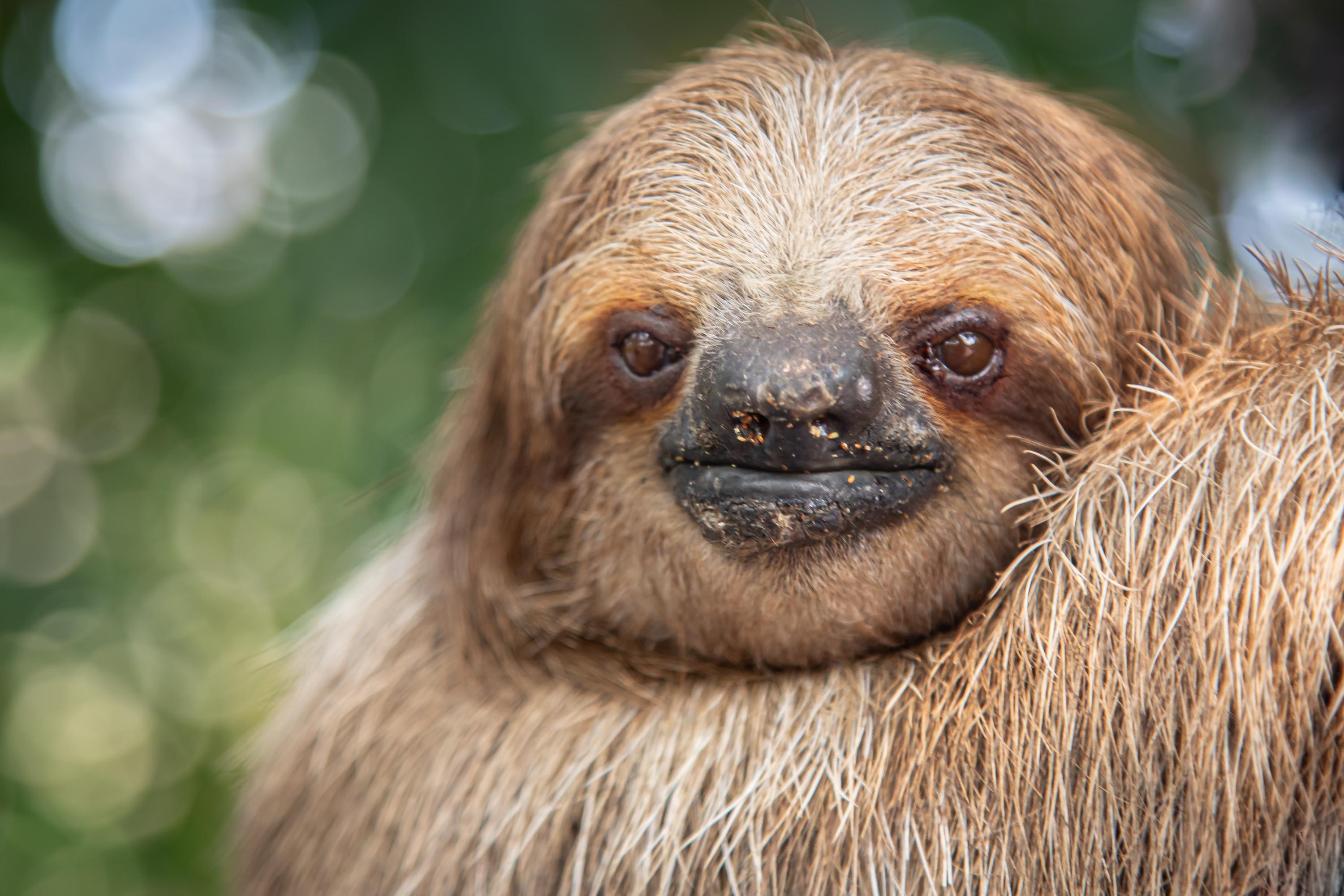 Color Photograph Heather Hollis - Hanging Around (Roatán, Faune, Paresseux, Amusant, ~34% DE RÉDUCTION)