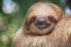 A spasso (Roatán, Animali selvatici, Bradipo, Divertente, ~34% OFF)