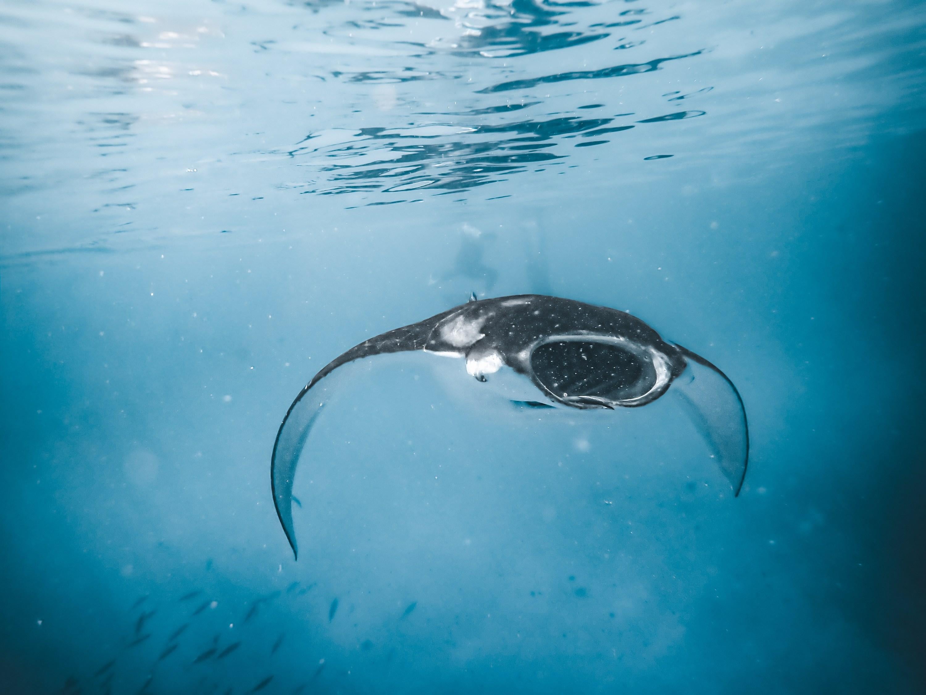 Manta merveilleuse (Rayon, Vie marine, Sous-marin, Elegance, Océan, ~34% DE RÉDUCTION)