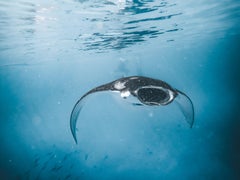 Marvelous Manta (Ray, Marine Life, Underwater, Elegance, Ocean, ~34% OFF)