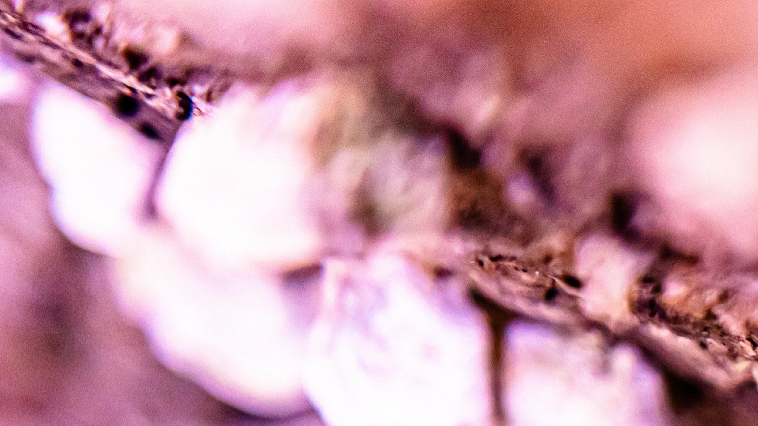 Heather Hollis
Pink Perception (Blumig, Rosa, Weich, Warm, Frühling, Sommer)
Archivpigmentdruck auf Hahnemuehle Rag (oder gleichwertig)
2025
Größe: 8 x 14,2 Zoll (20,32 x 36,06 cm)
Auflage: 15
Signiert auf dem Label (verso anzubringen)
COA vorgelegt