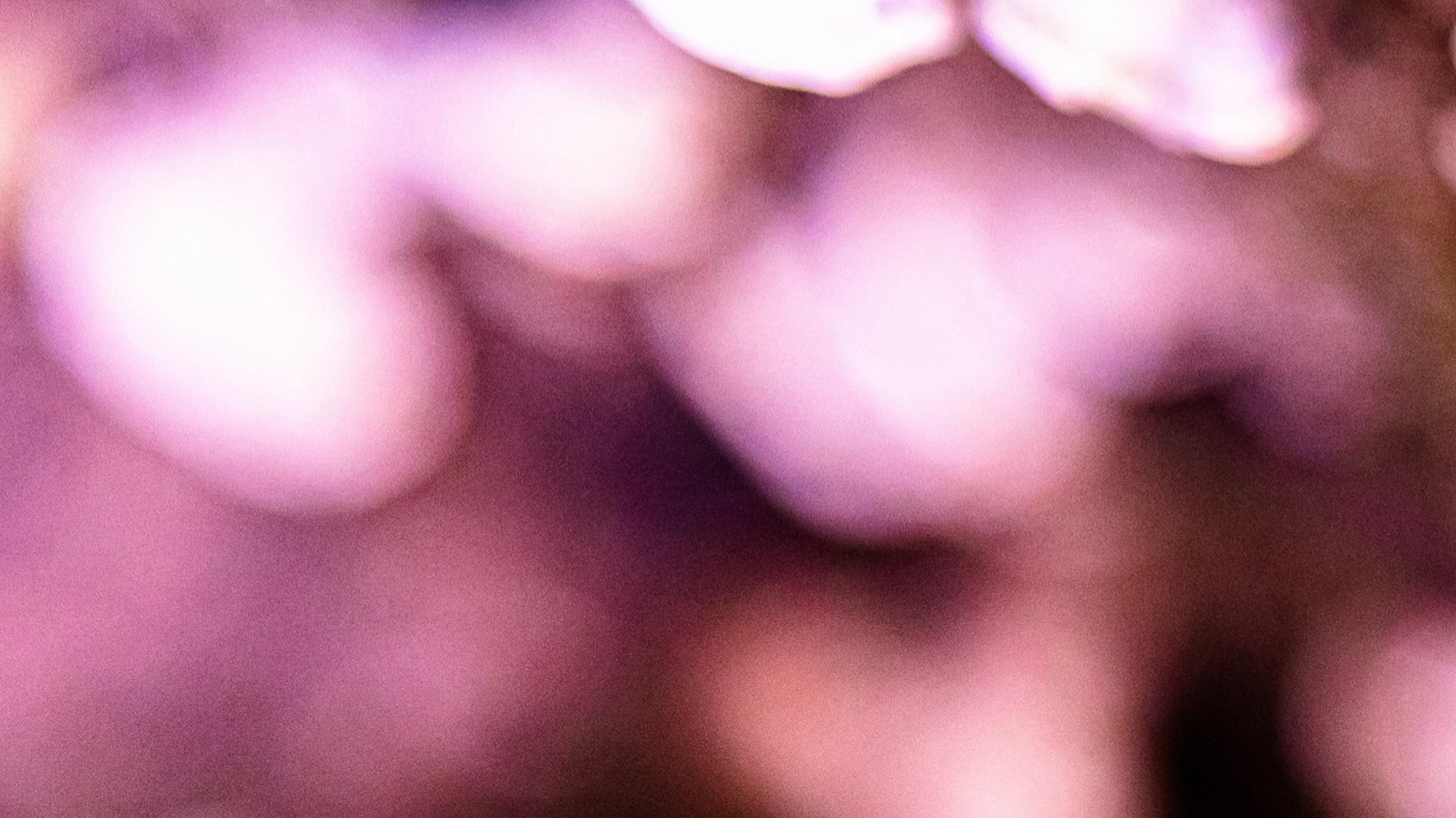 Pink Perception (Blumig, Rosa, Weich, Warm, Frühling, Sommer) im Angebot 1