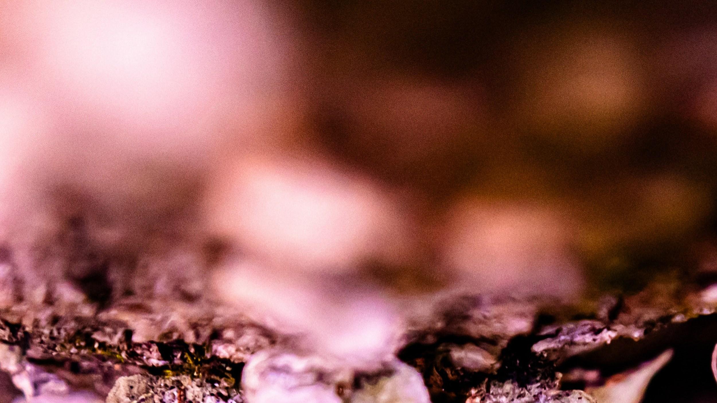 Pink Perception (Blumig, Rosa, Weich, Warm, Frühling, Sommer) im Angebot 2