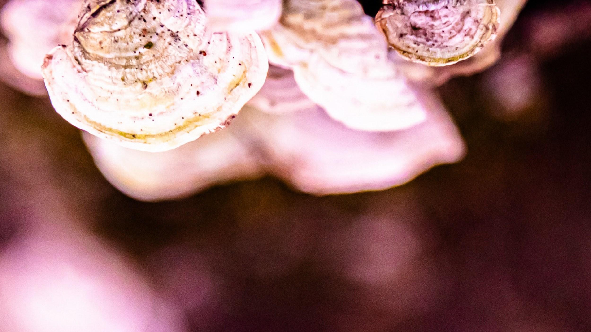 Pink Perception (Blumig, Rosa, Weich, Warm, Frühling, Sommer) im Angebot 3