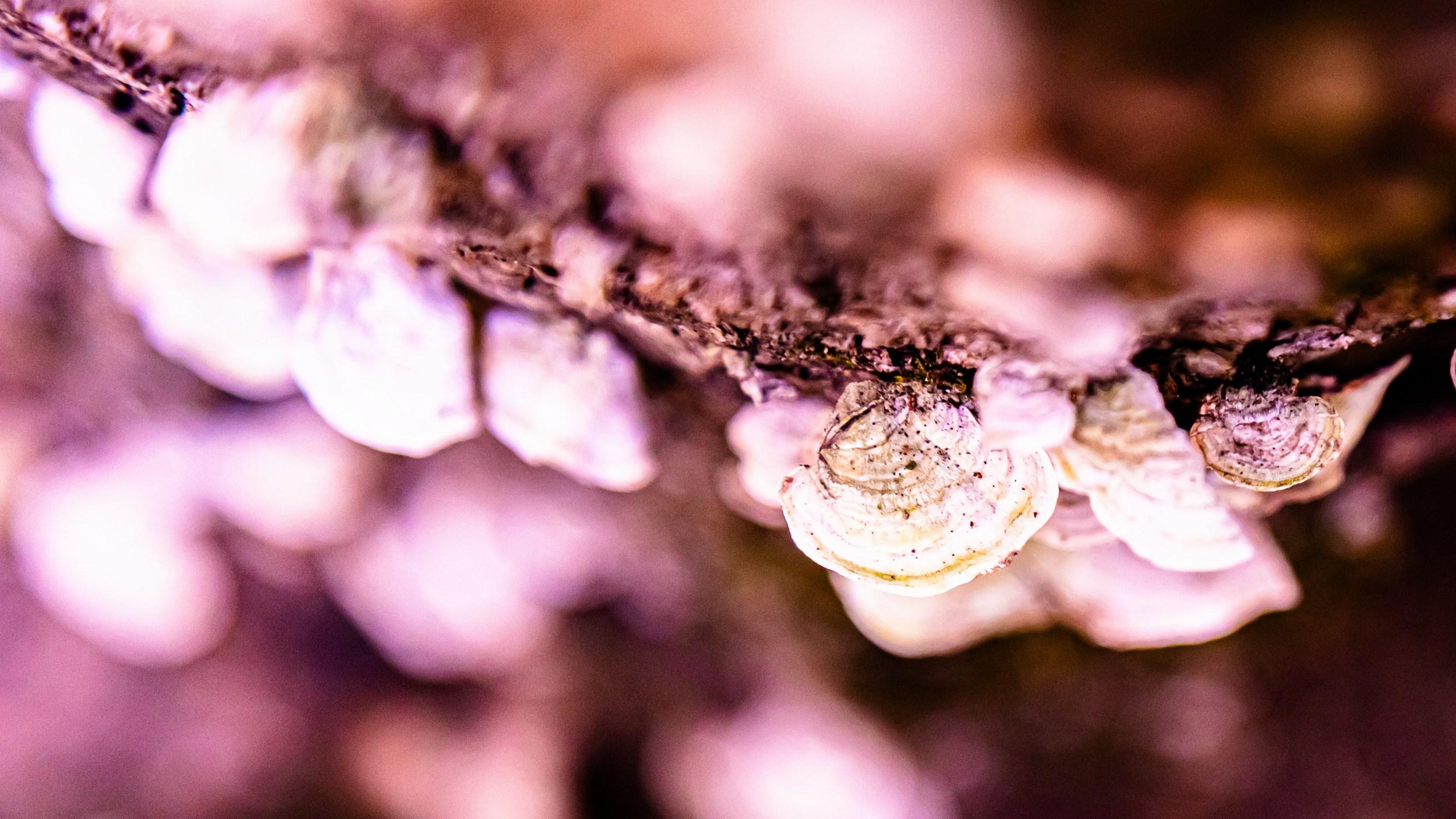 Heather Hollis Color Photograph – Pink Perception (Blumig, Rosa, Weich, Warm, Frühling, Sommer)