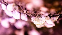 Pink Perception (Floral, Pink, Soft, Warm, Spring, Summer, ~34% OFF)