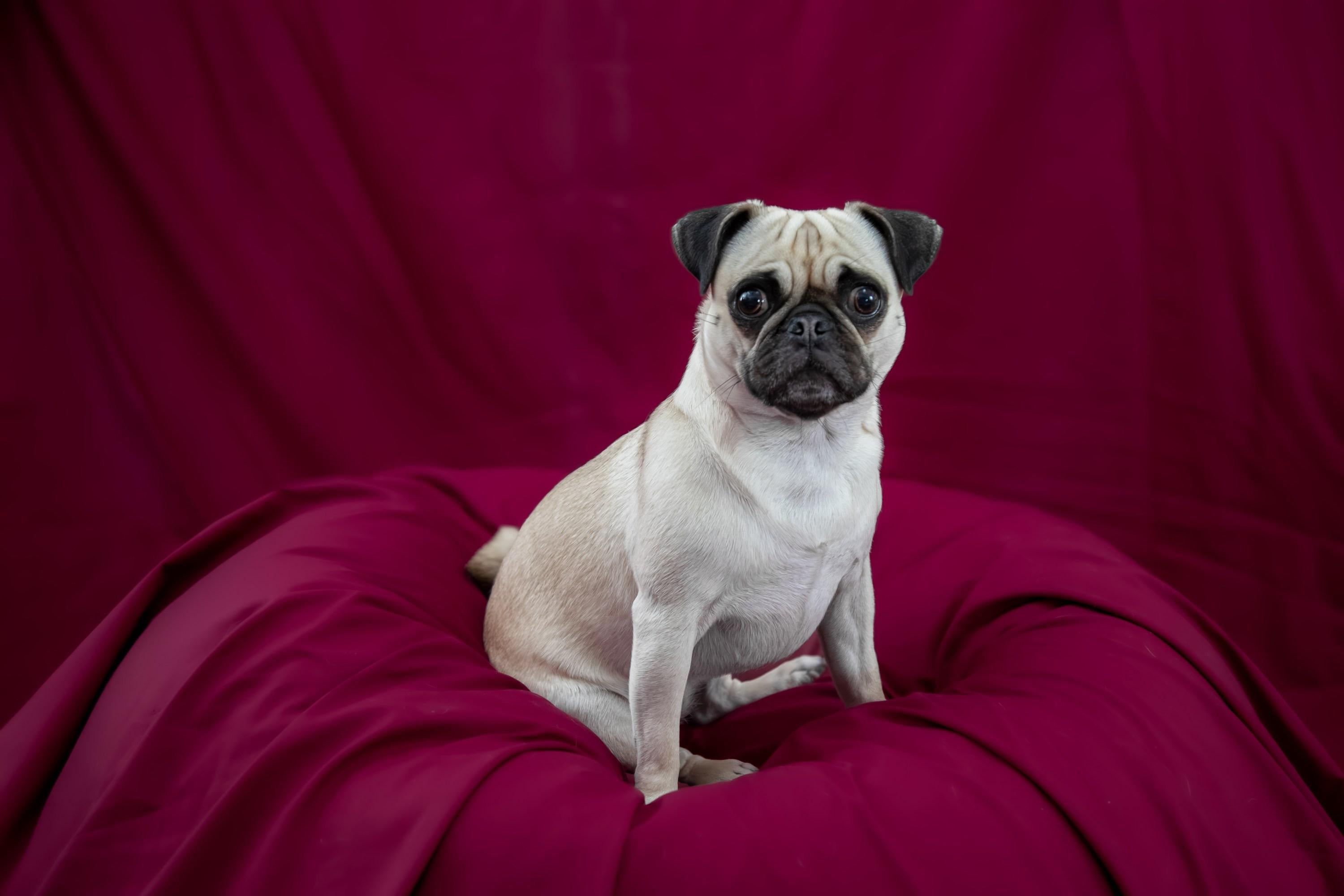 Prestigieux Carlin (Portrait, Photographie animalière, Chien royal, ~34% DE RÉDUCTION)