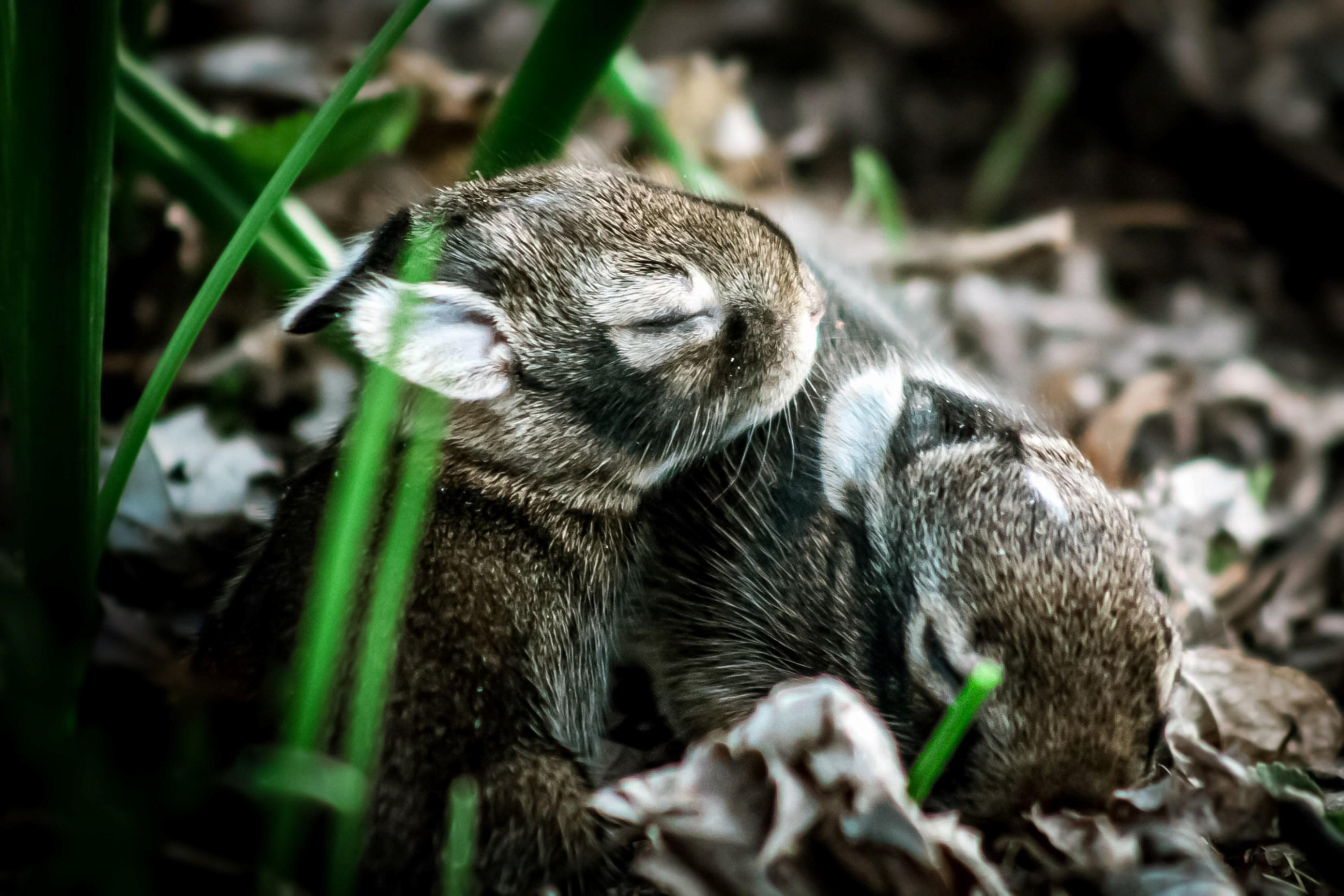 Heather Hollis Portrait Photograph – Schlafende Schönheiten (Hasen, Wildtiere, Friedlich, Gartenszene, ~34% OFF)