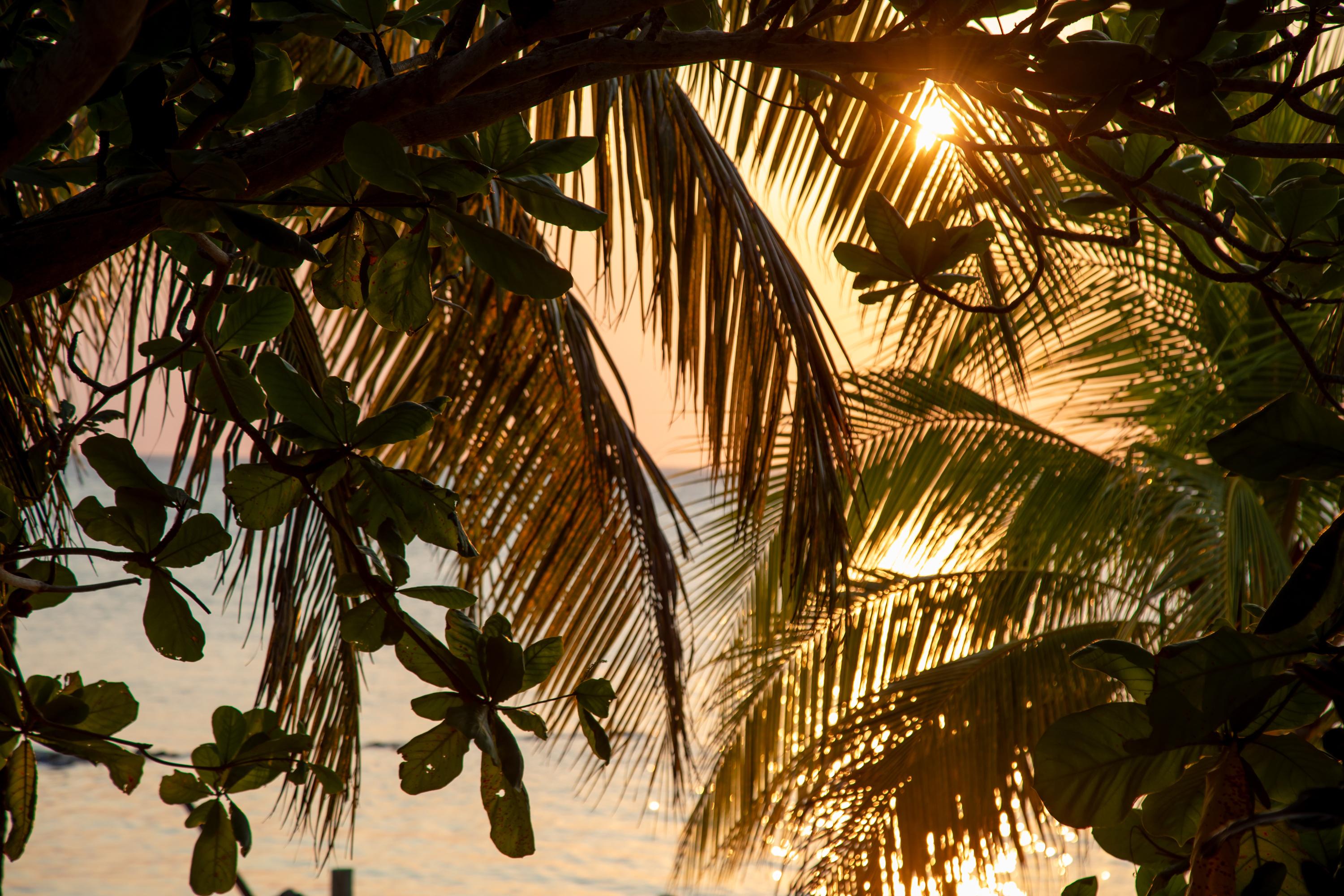 Sunset Palms (Coucher de soleil des Caraïbes, Tropical, Chaud, Brise, ~34% DE RÉDUCTION)