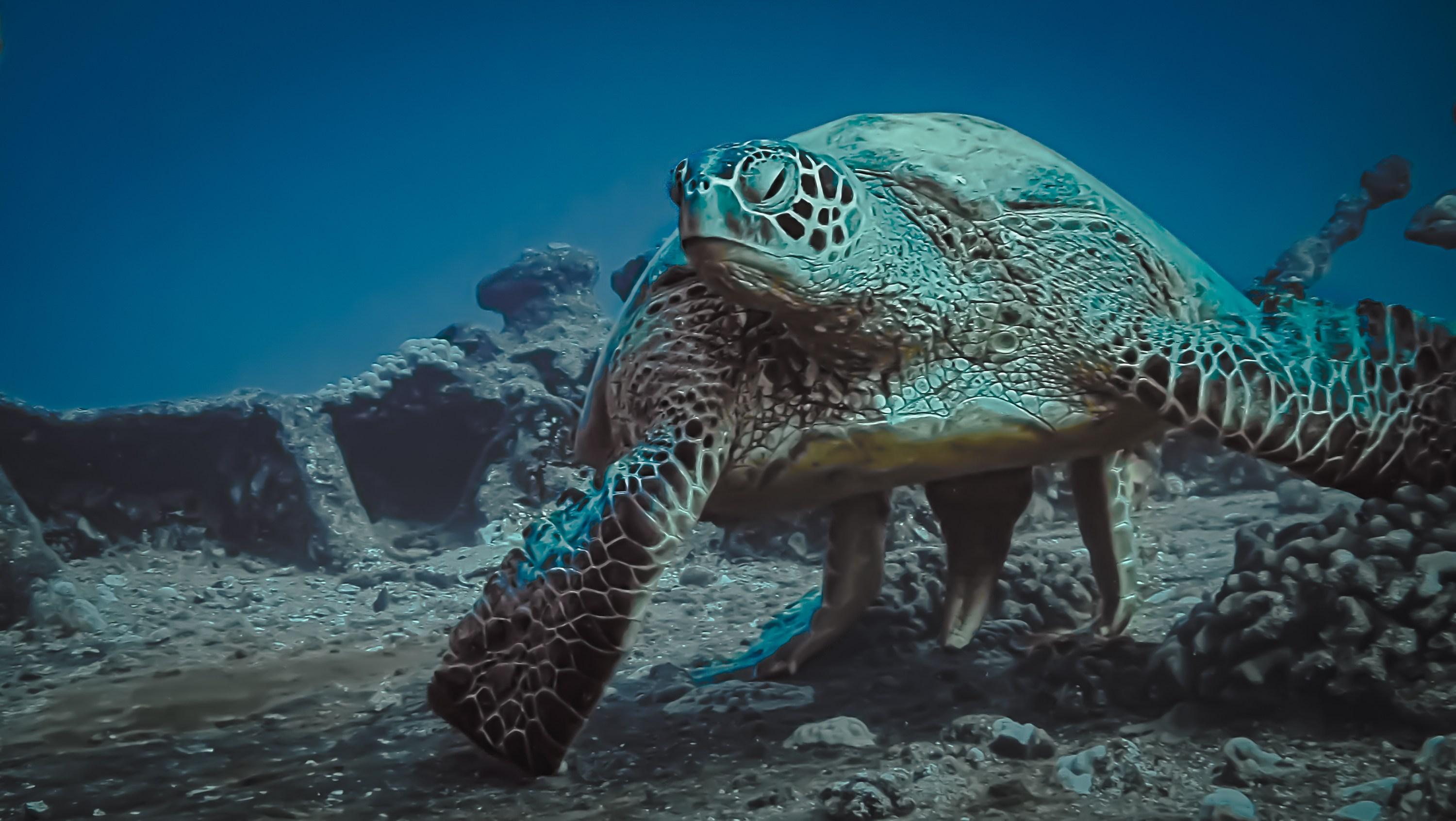 The Name, Is Crush (Sea Turtle, Marine, Ocean Conservation, ~34% OFF)