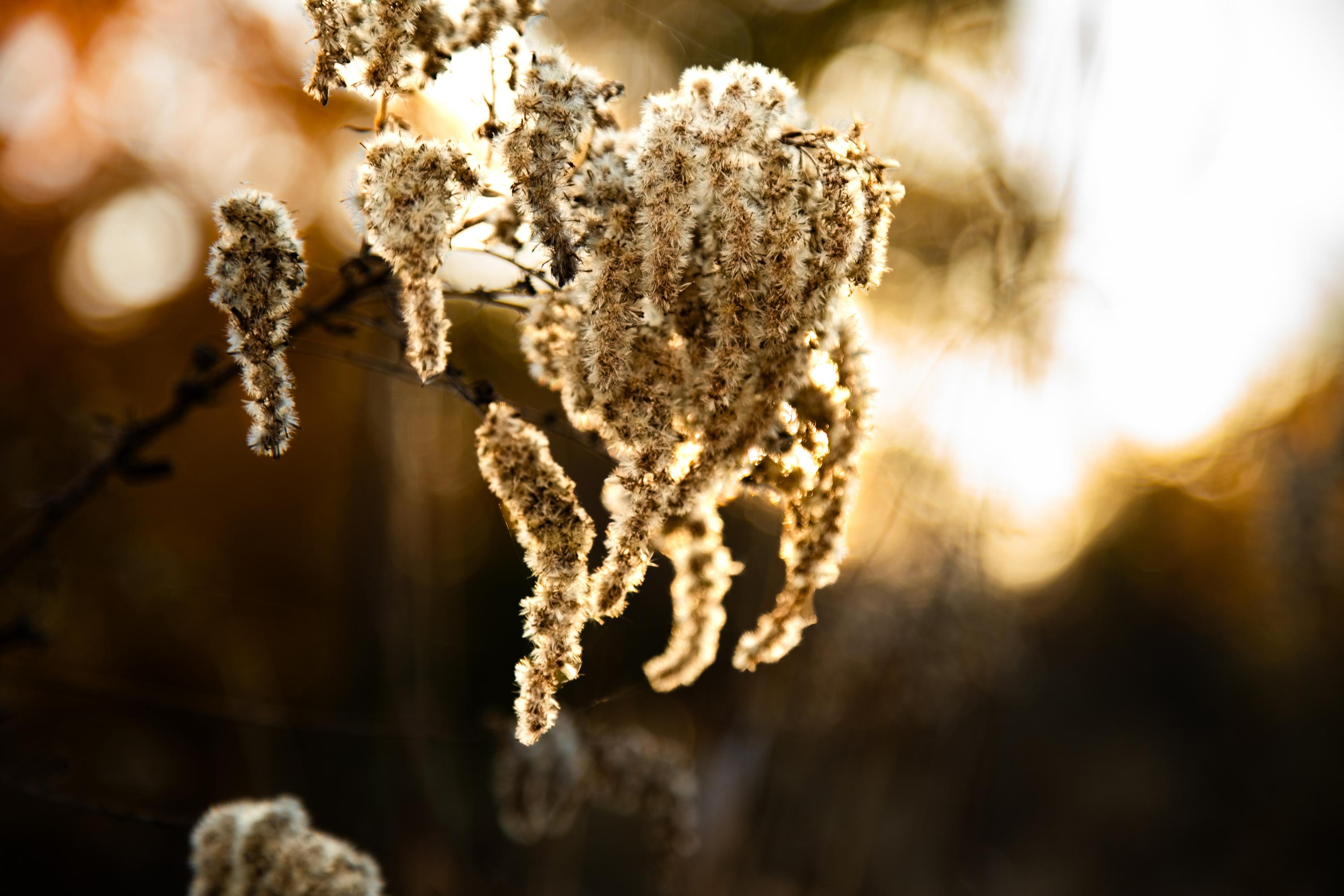 Willow In The Wind (Nature, Warm, Glow, Gold, ~34% OFF)