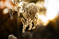 Willow In The Wind (Nature, Warm, Glow, Gold, ~34% OFF)