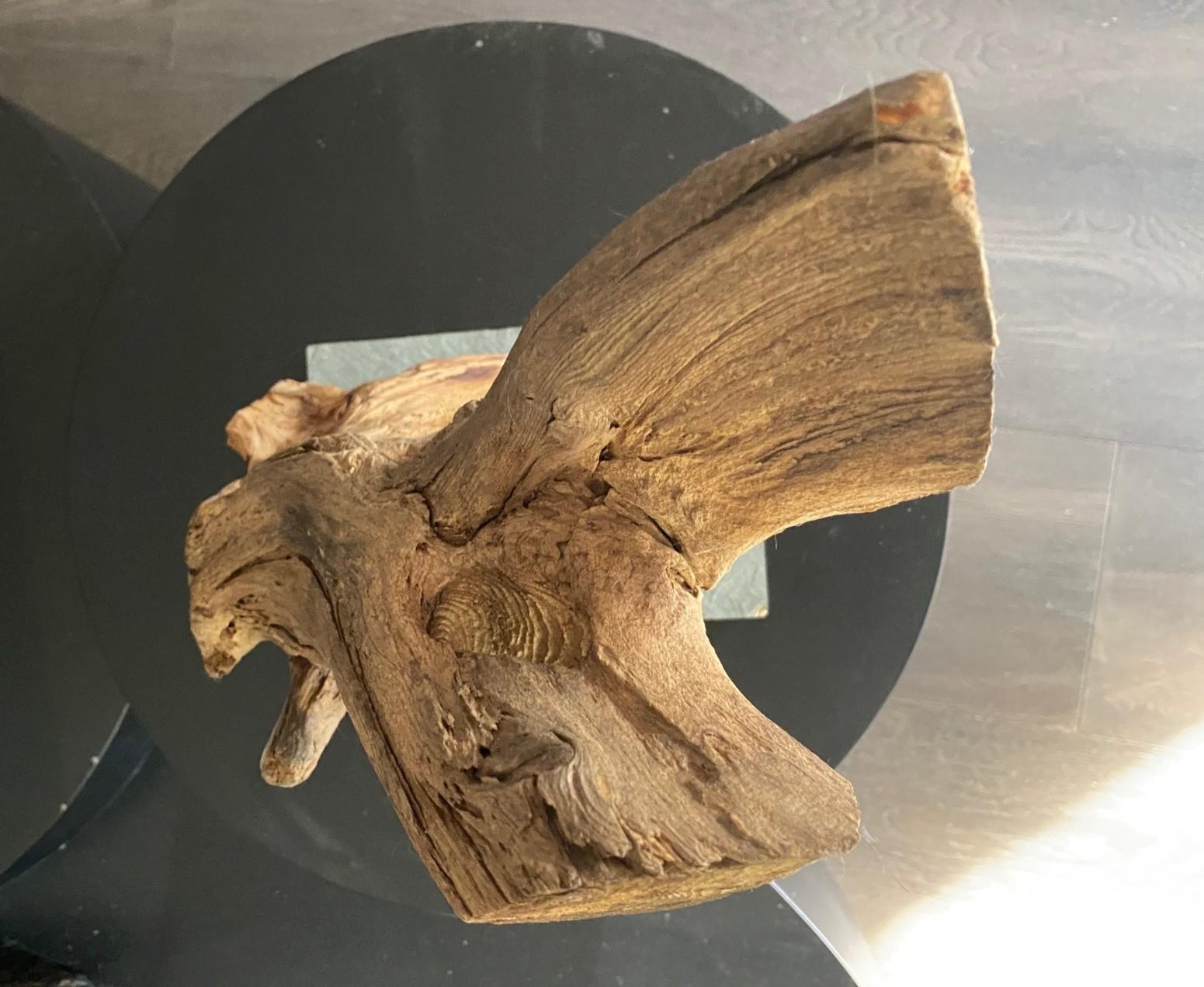 Heather Jansch Firmado Reino Unido Escultura británica Escultura abstracta de madera en venta 10