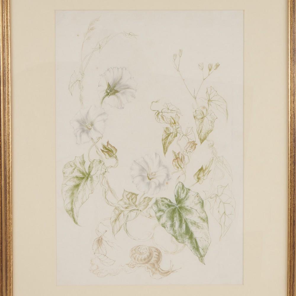 Artist : Vere Lucy Temple
Title : Hedge Bindweed
Medium: Watercolour
Size: With frame 63cm x 48cm
Frame : Gilded
Restoration: None

Additional Information : A fine highy accomplished British wildlife artist 