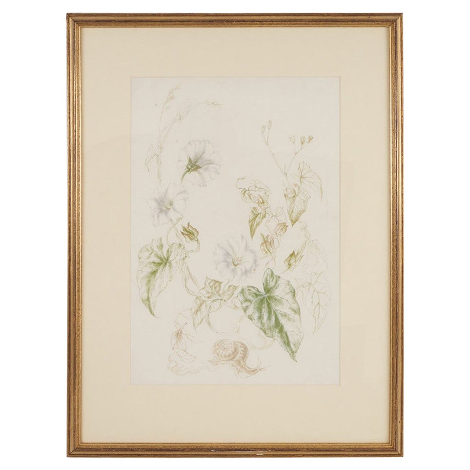 Acuarela Hedge Bindweed - Vere Lucy Temple (1898 - 1980) en venta