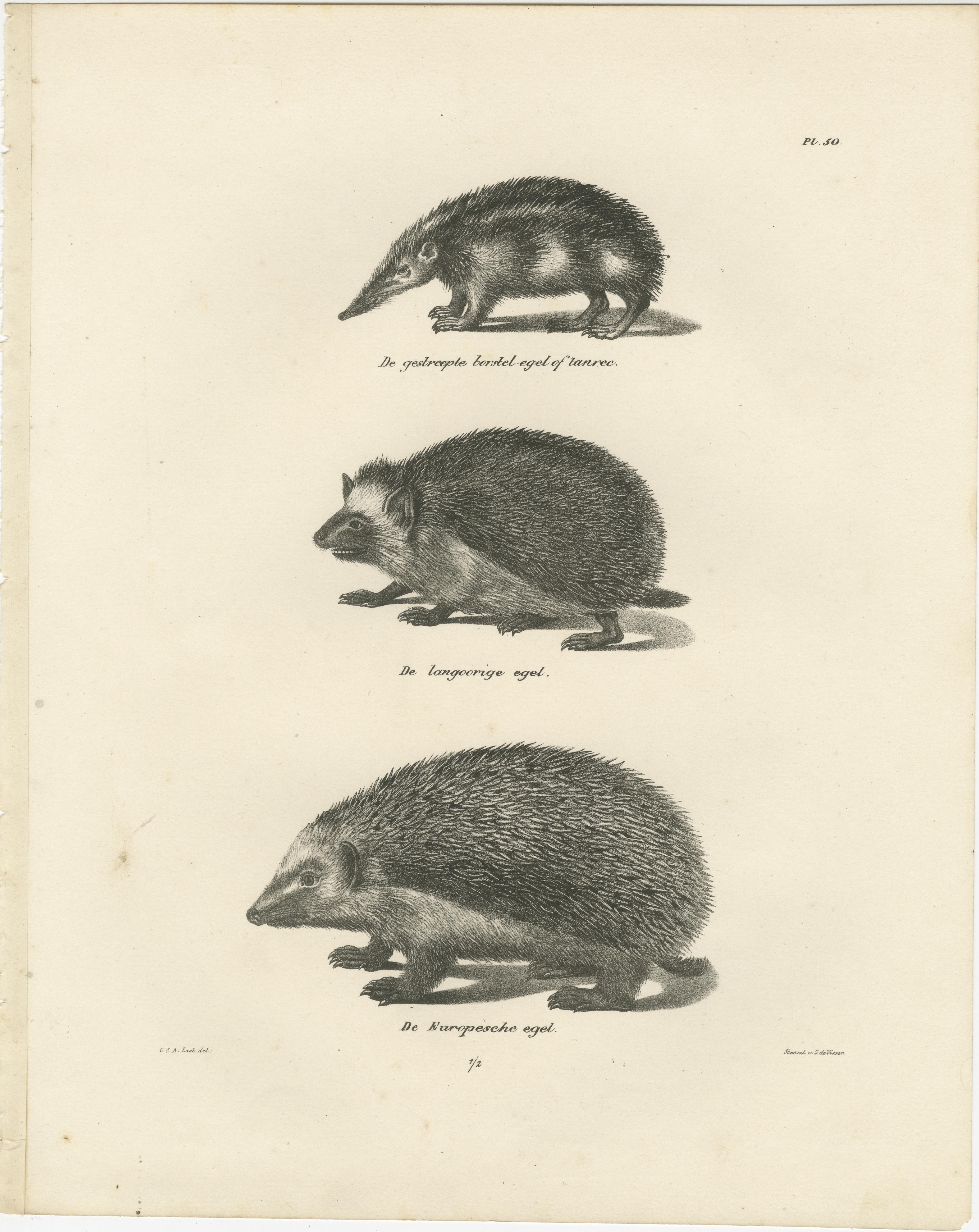 The lithograph you provided illustrates three species of hedgehogs, captured in precise anatomical detail. Like the previous prints, this is part of 