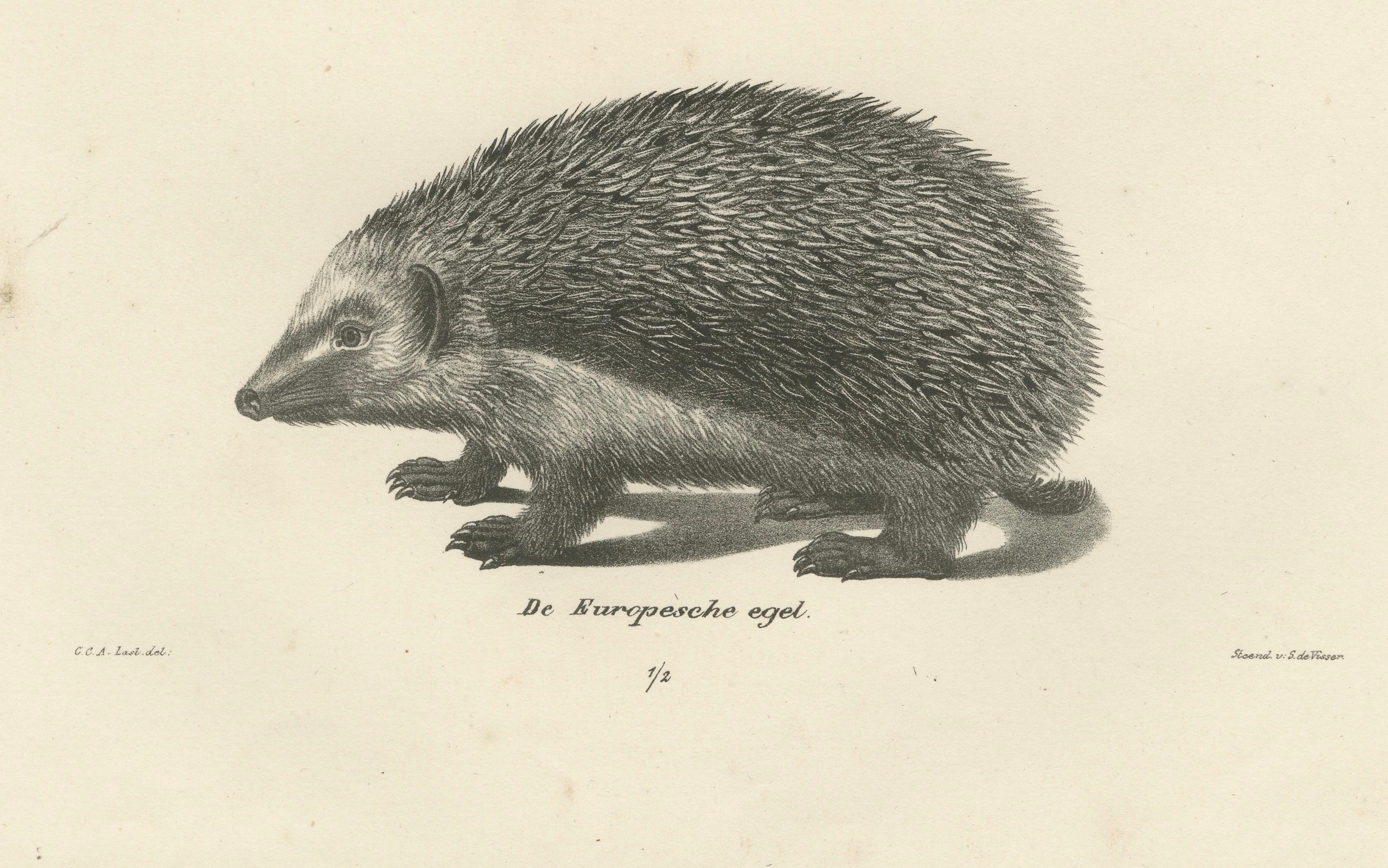 Engraved Hedgehog Species from 'The Mammals' Natural History Lithographs, Published 1836 For Sale